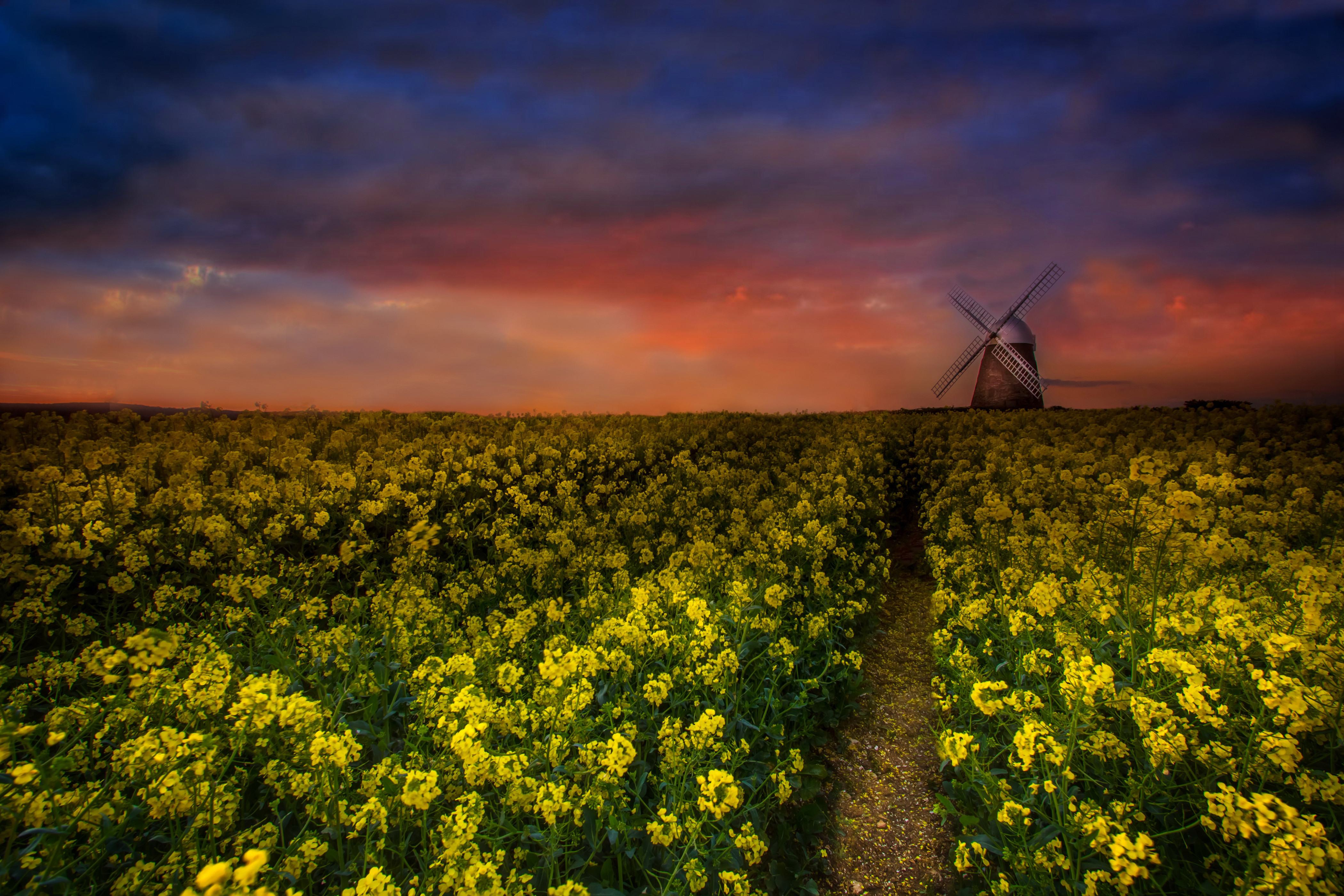 man made, windmill, field, flower, rapeseed, sunset
