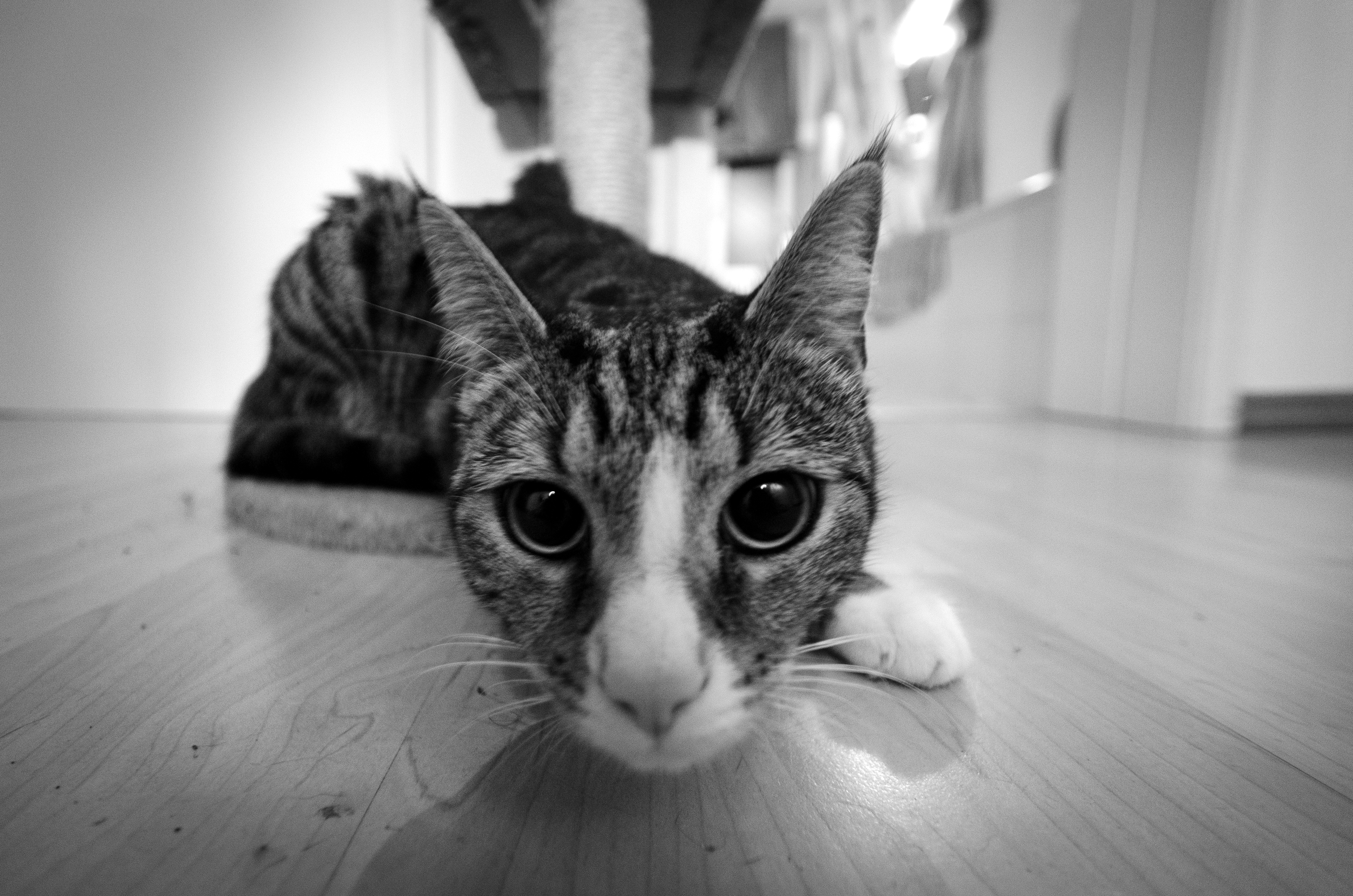 Download mobile wallpaper Cats, Cat, Animal, Black & White, Stare for free.