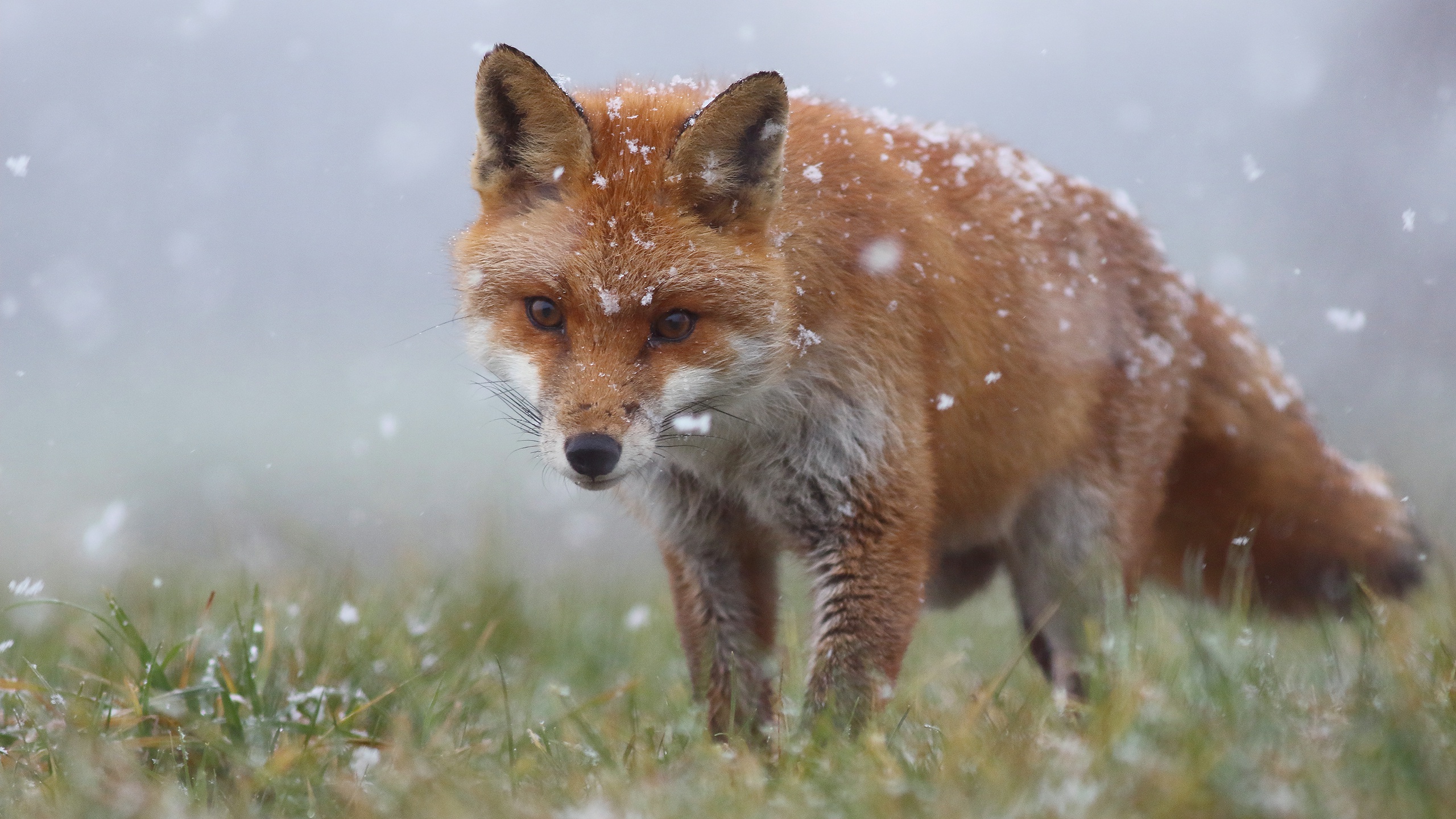 Download mobile wallpaper Fox, Animal, Snowfall for free.