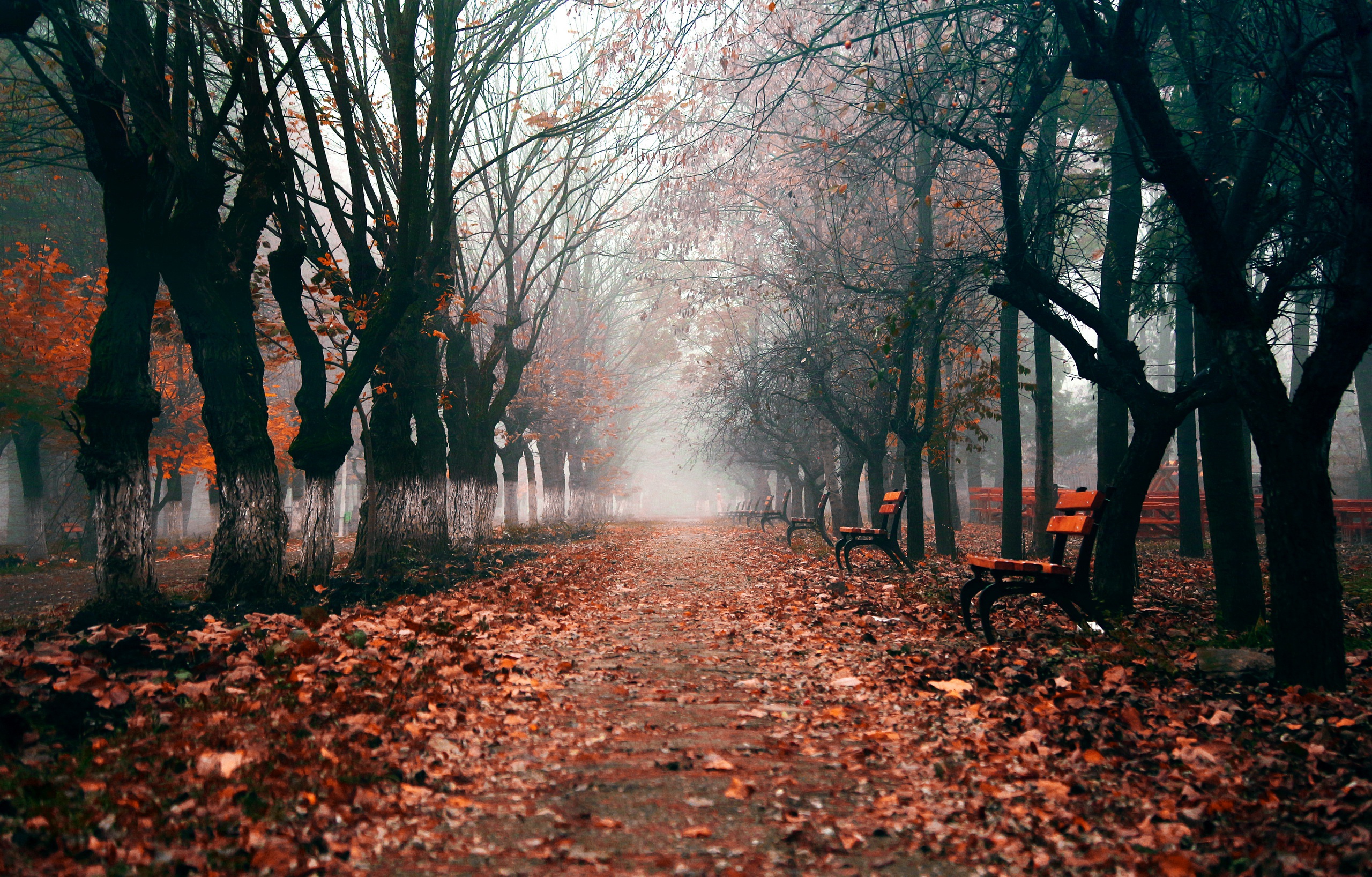 Download mobile wallpaper Park, Tree, Fog, Fall, Path, Bench, Photography, Tree Lined for free.