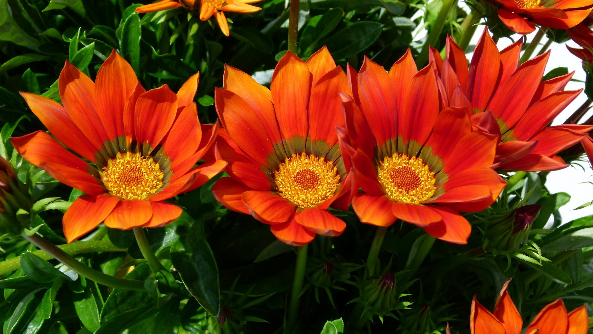 Laden Sie das Natur, Blumen, Blume, Garten, Erde/natur, Kosmeen-Bild kostenlos auf Ihren PC-Desktop herunter