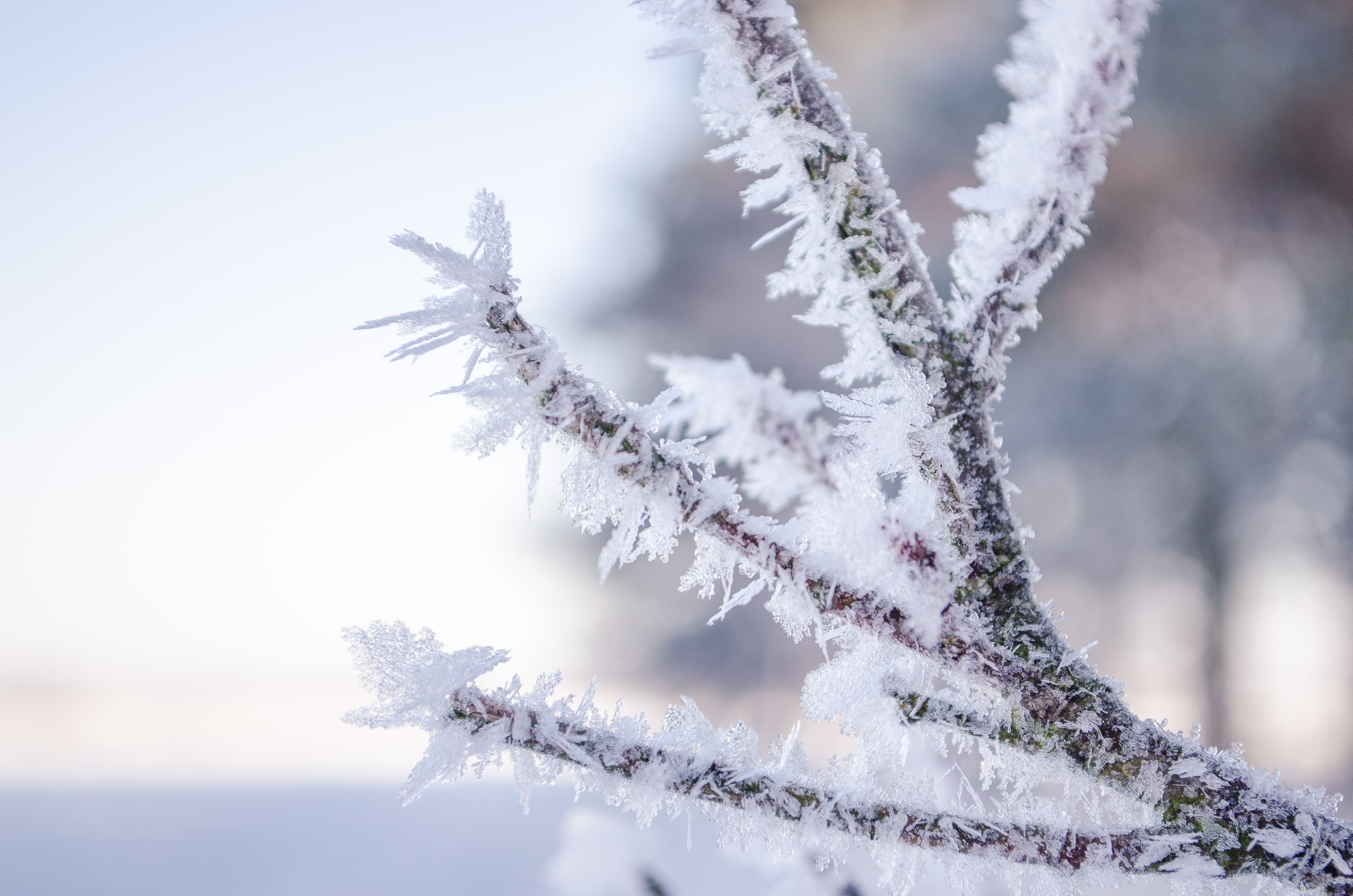Download mobile wallpaper Branch, Frost, Hoarfrost, Macro, Snow for free.
