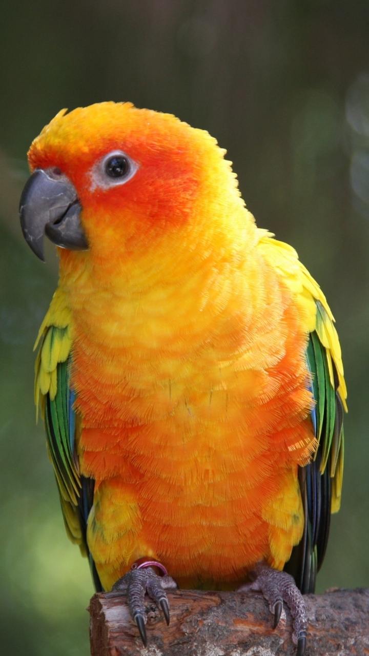 Descarga gratuita de fondo de pantalla para móvil de Animales, Aves, Periquito Sol.