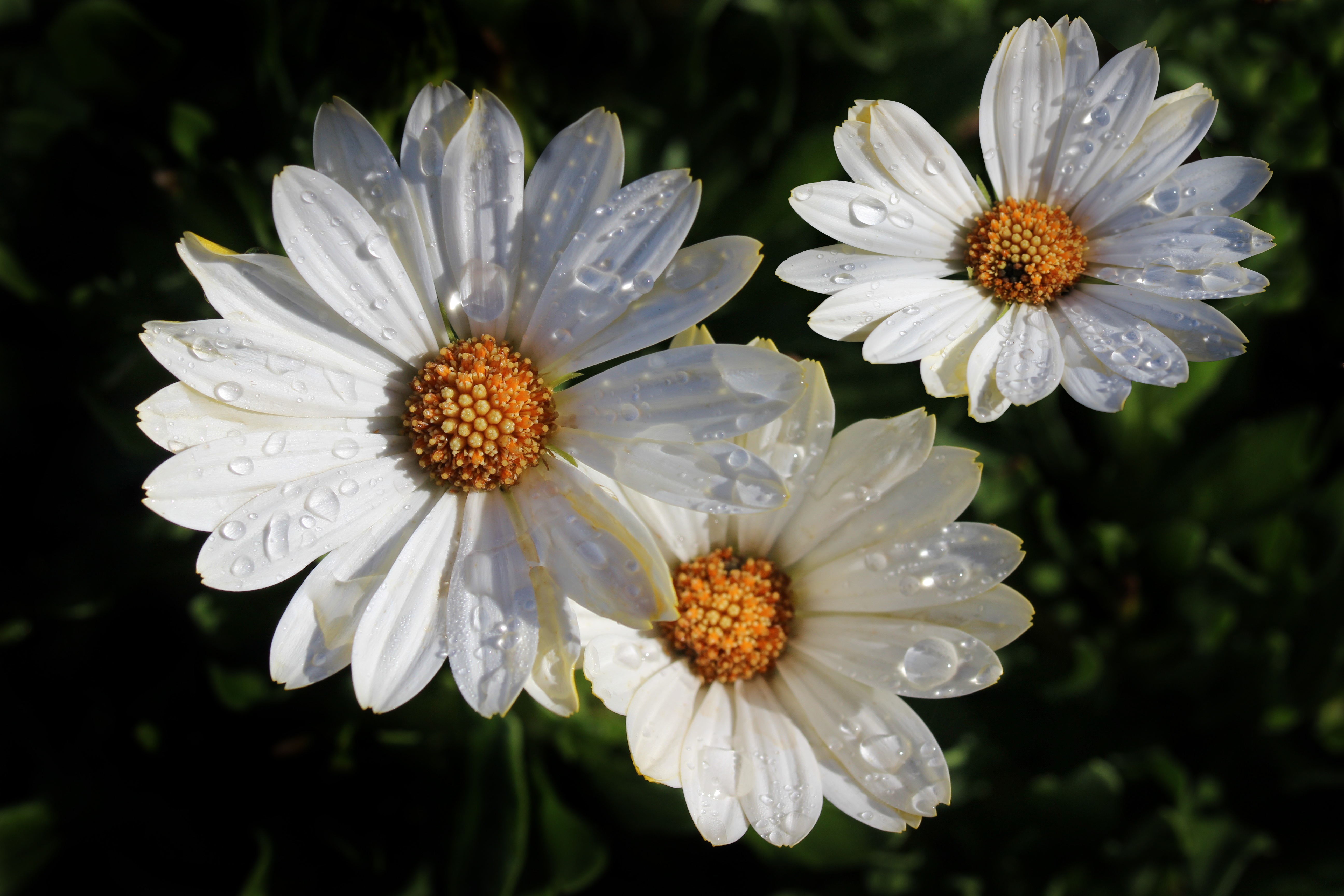 Download mobile wallpaper Flowers, Camomile, Earth, Daisy, White Flower for free.