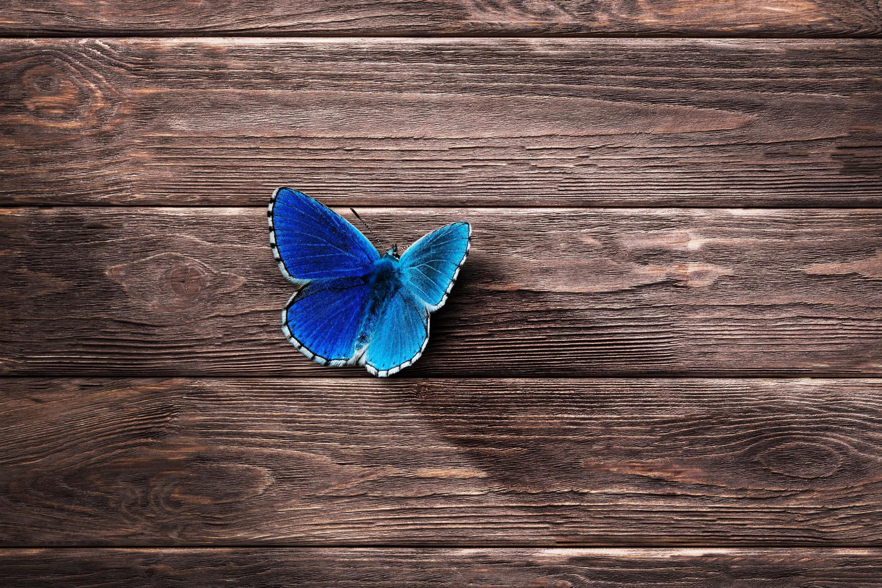 Free download wallpaper Butterfly, Animal on your PC desktop