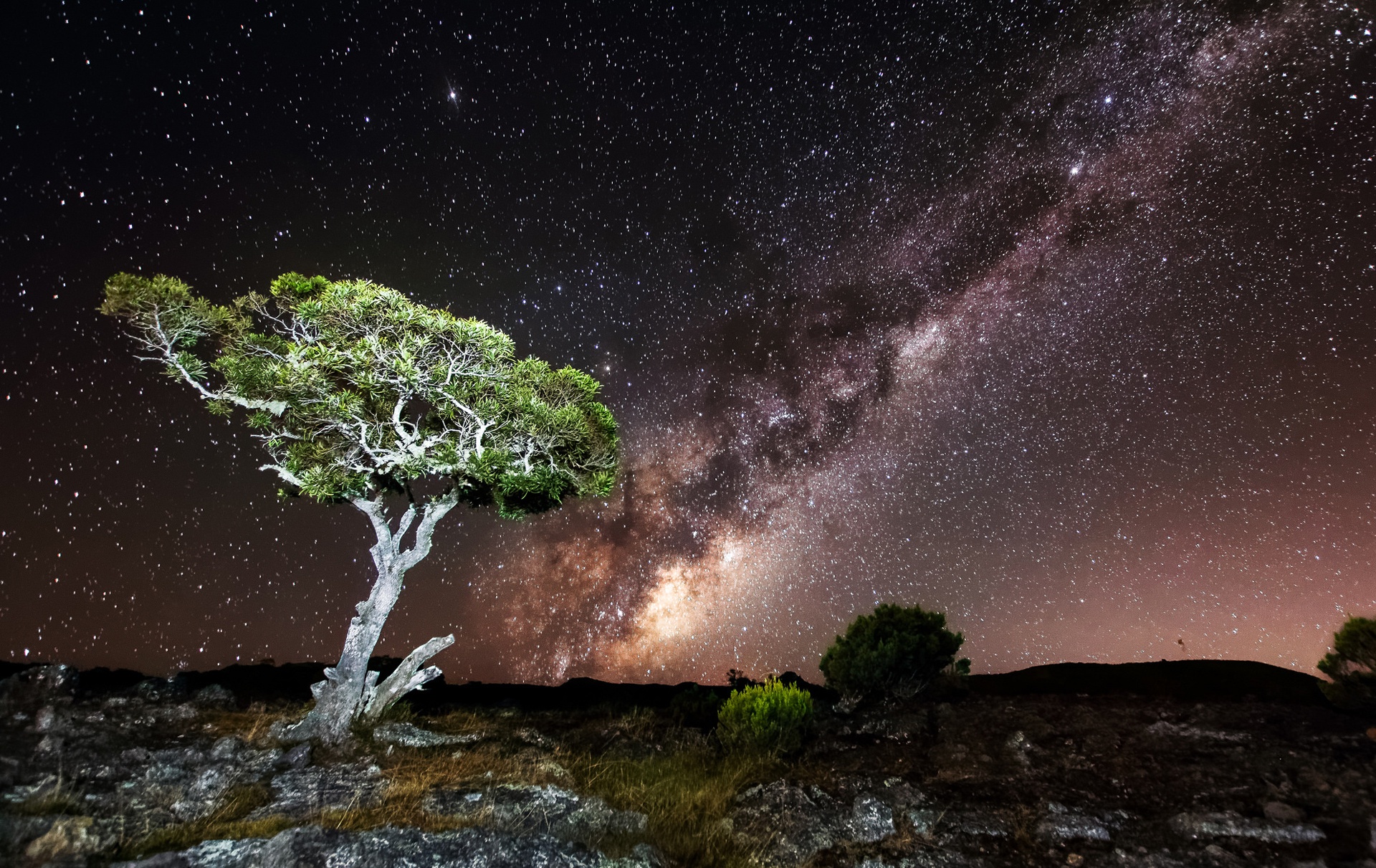 Descarga gratuita de fondo de pantalla para móvil de Árboles, Árbol, Tierra/naturaleza.