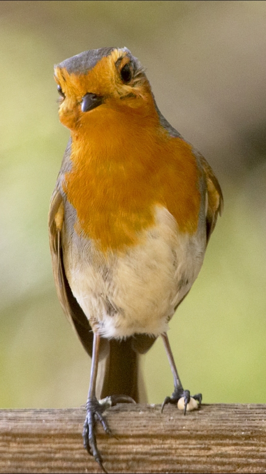 Download mobile wallpaper Birds, Animal, Robin for free.