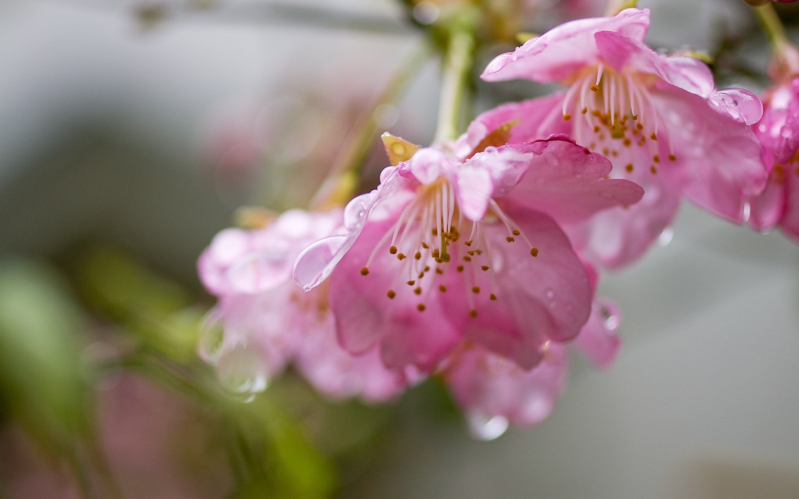 Free download wallpaper Flowers, Earth, Blossom on your PC desktop