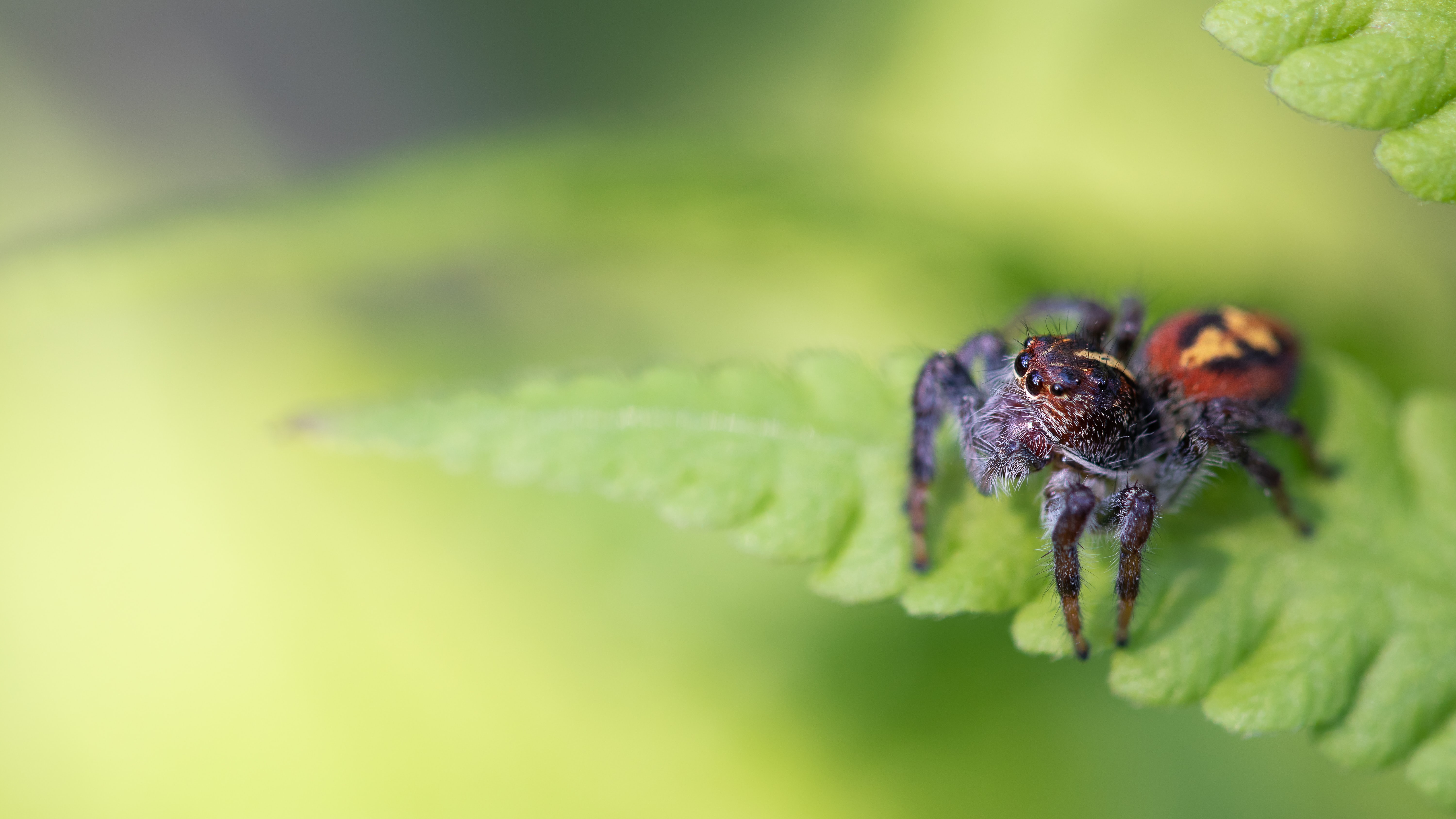 Download mobile wallpaper Spiders, Blur, Animal, Arachnid, Jumping Spider for free.