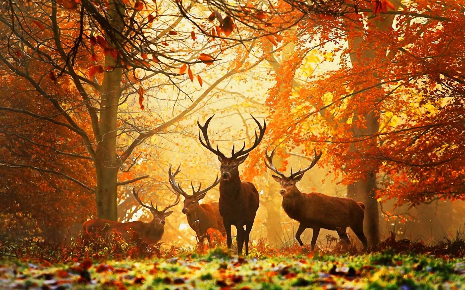 Скачать обои бесплатно Животные, Олени, Осень картинка на рабочий стол ПК
