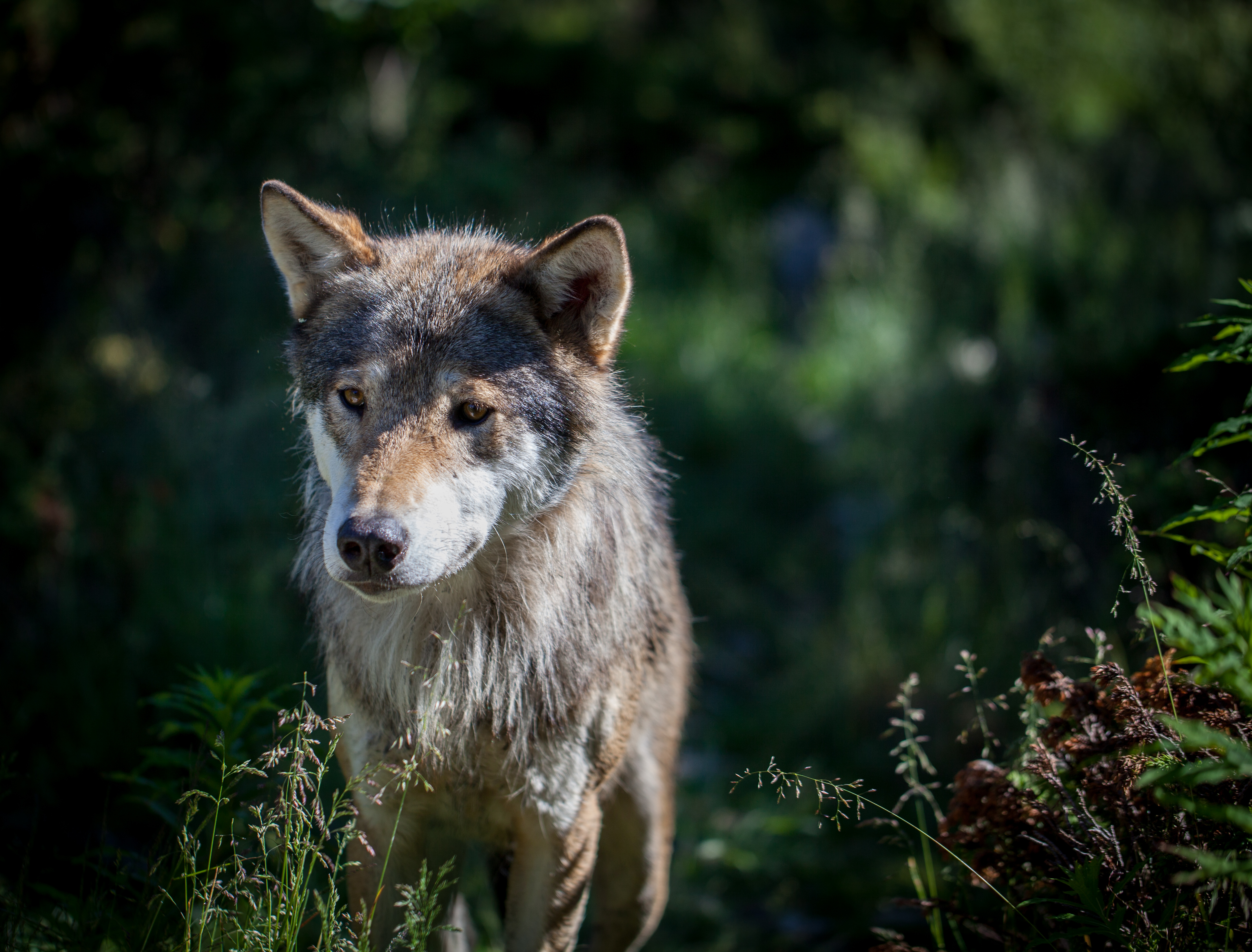 Laden Sie das Wilde Natur, Wildlife, Tiere, Hund, Raubtier, Predator, Wolf-Bild kostenlos auf Ihren PC-Desktop herunter