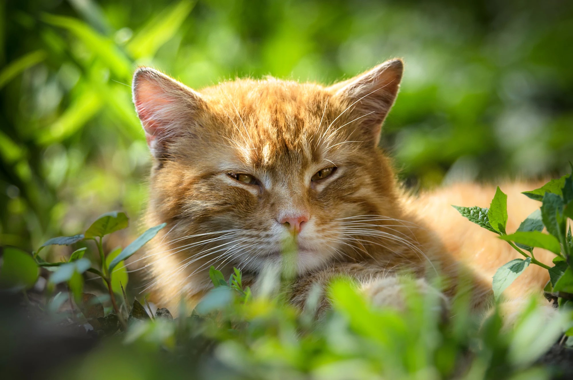 Baixar papel de parede para celular de Animais, Gatos, Gato gratuito.