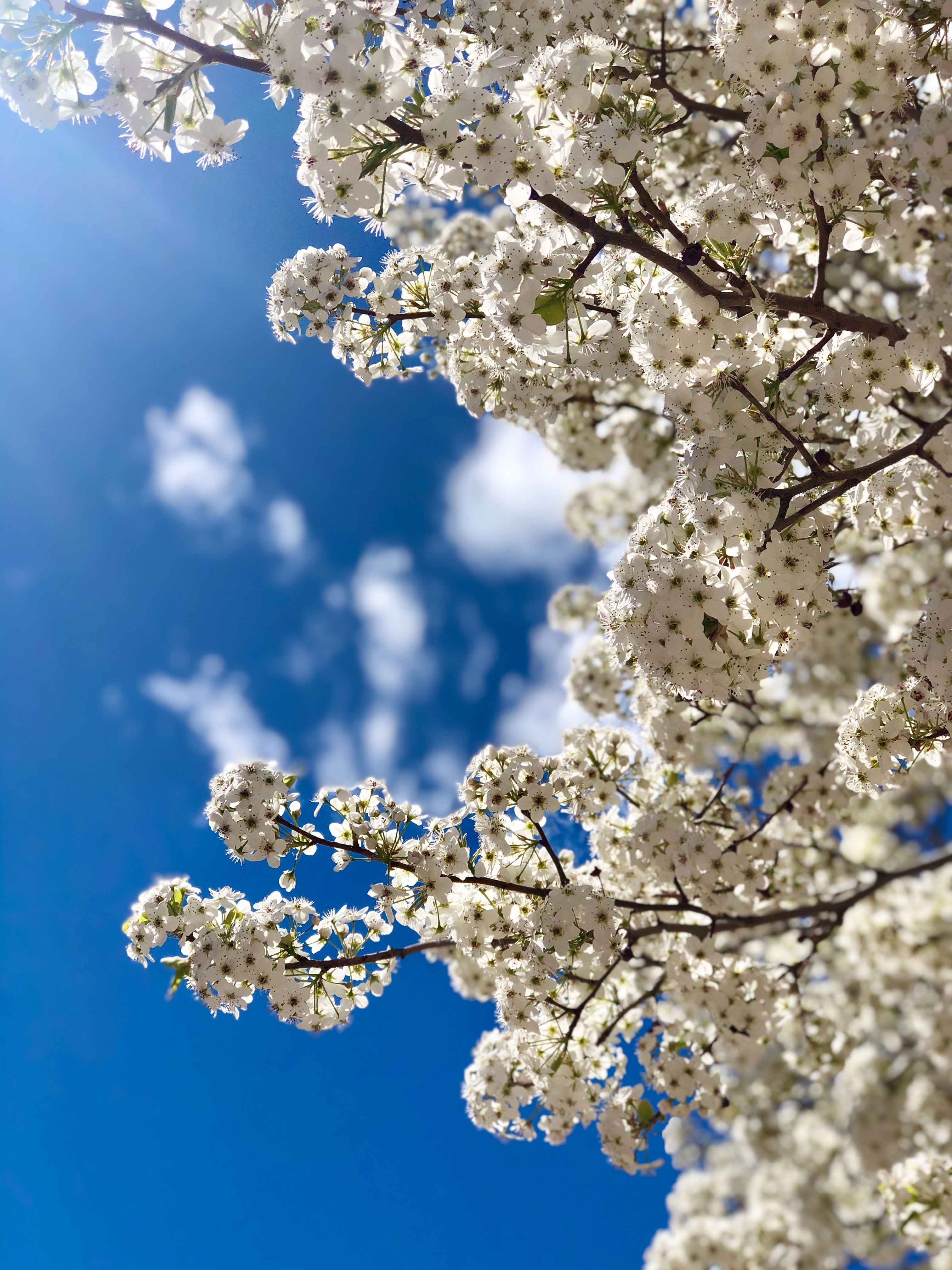 Free download wallpaper Sky, Bloom, Branch, Flowers, Flowering, Spring on your PC desktop