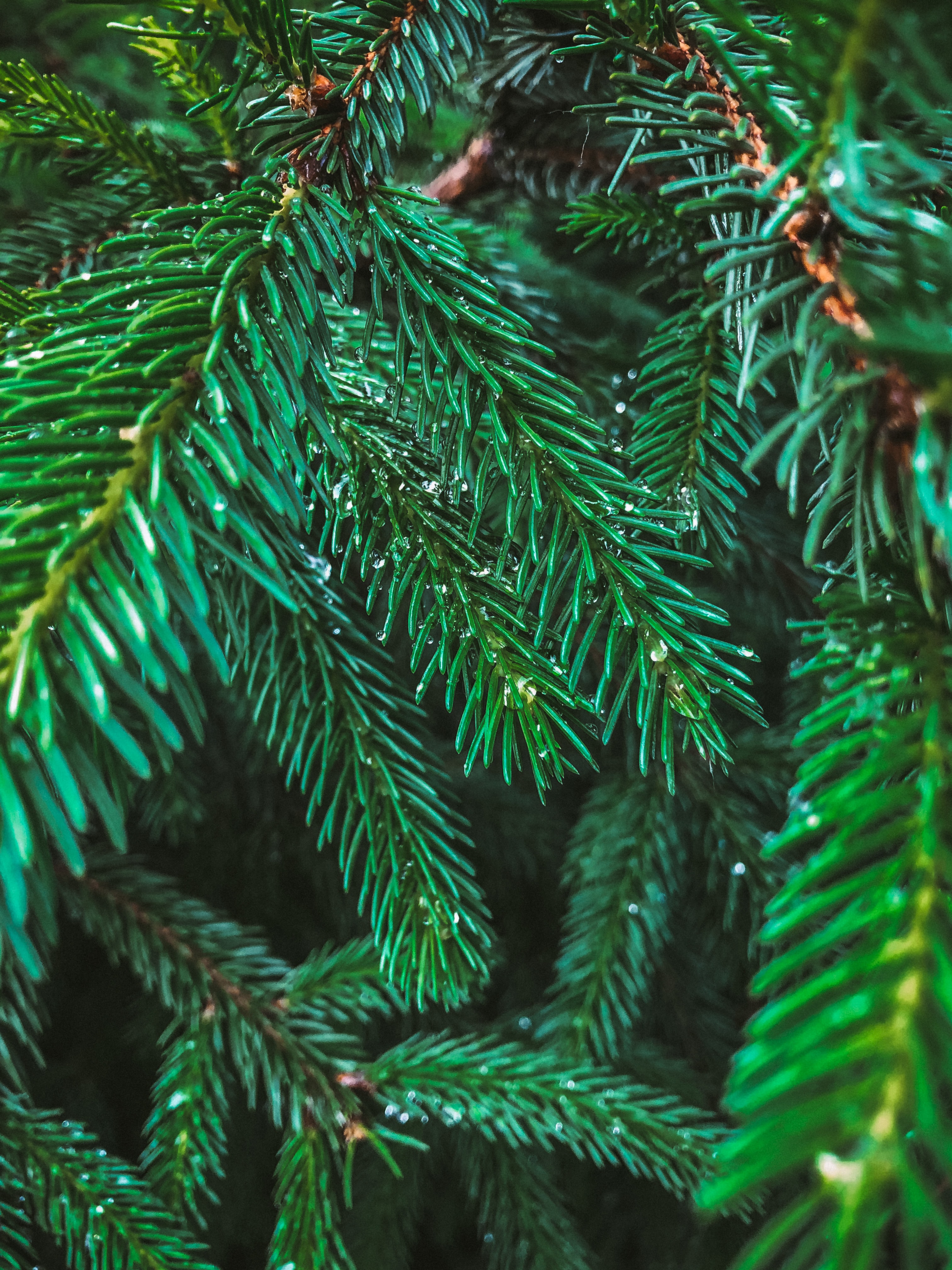 Download mobile wallpaper Branches, Fir, Spruce, Needle, Drops, Macro, Nature for free.