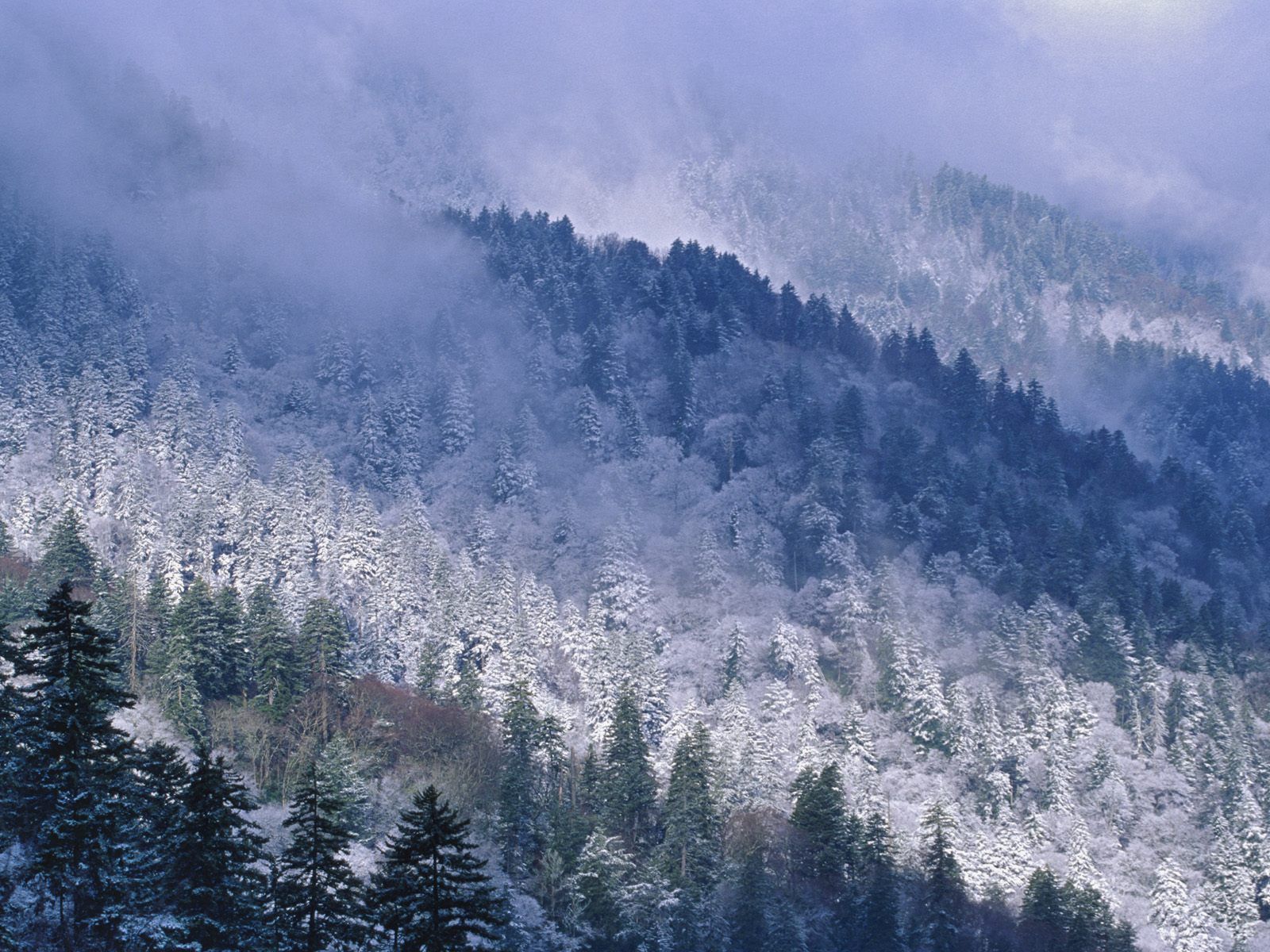 winter, nature, trees, mountains, snow, conifers, coniferous, height, tennessee, great smoky mountains