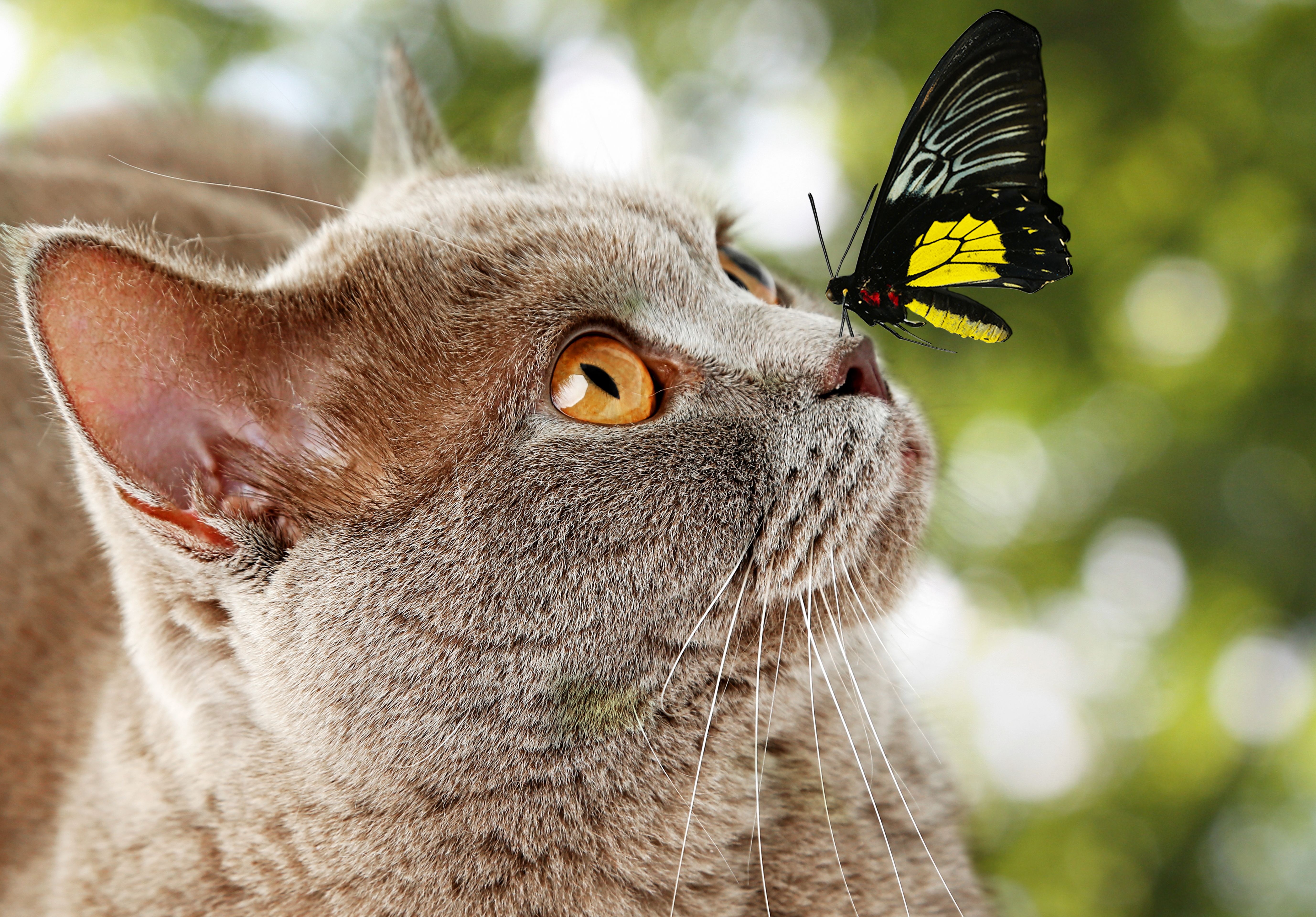 Handy-Wallpaper Tiere, Katzen, Schmetterlinge, Katze kostenlos herunterladen.