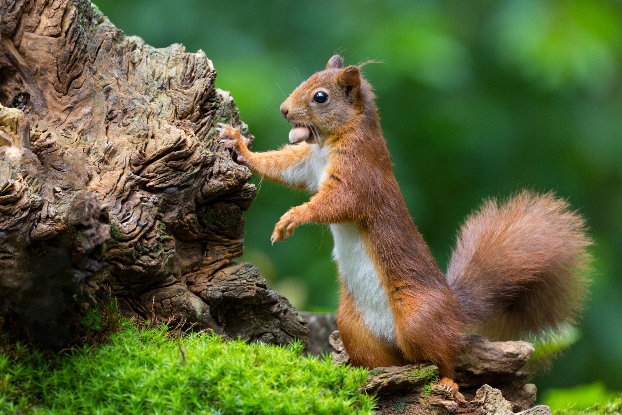 Download mobile wallpaper Squirrel, Close Up, Animal, Moss, Rodent for free.
