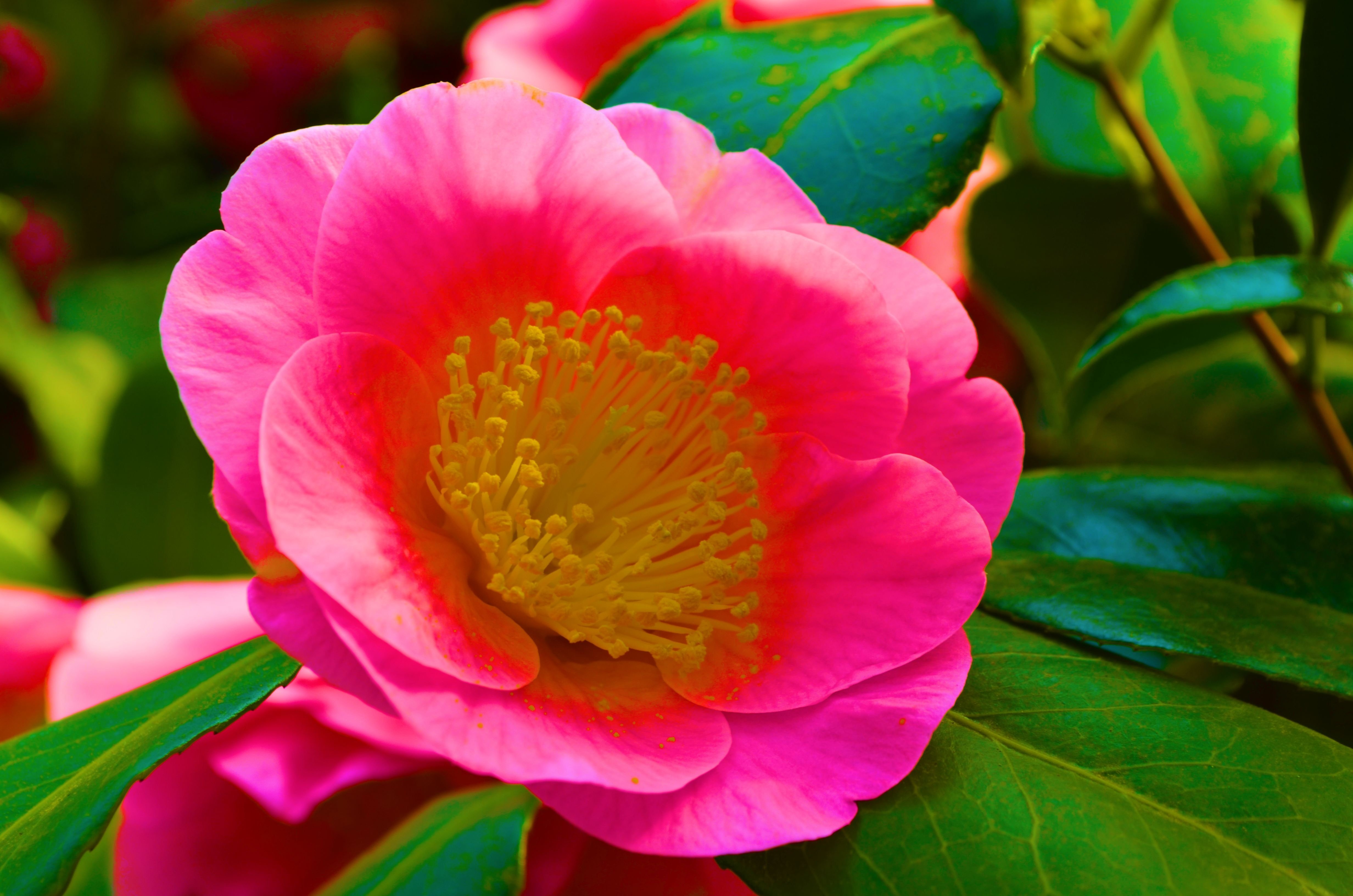 earth, camellia, close up, flower, leaf, nature, pink flower, flowers