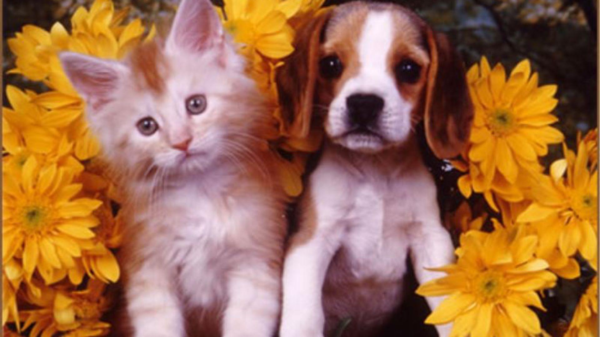 Free download wallpaper Flower, Cat, Kitten, Dog, Animal, Puppy, Cute, Cat & Dog on your PC desktop