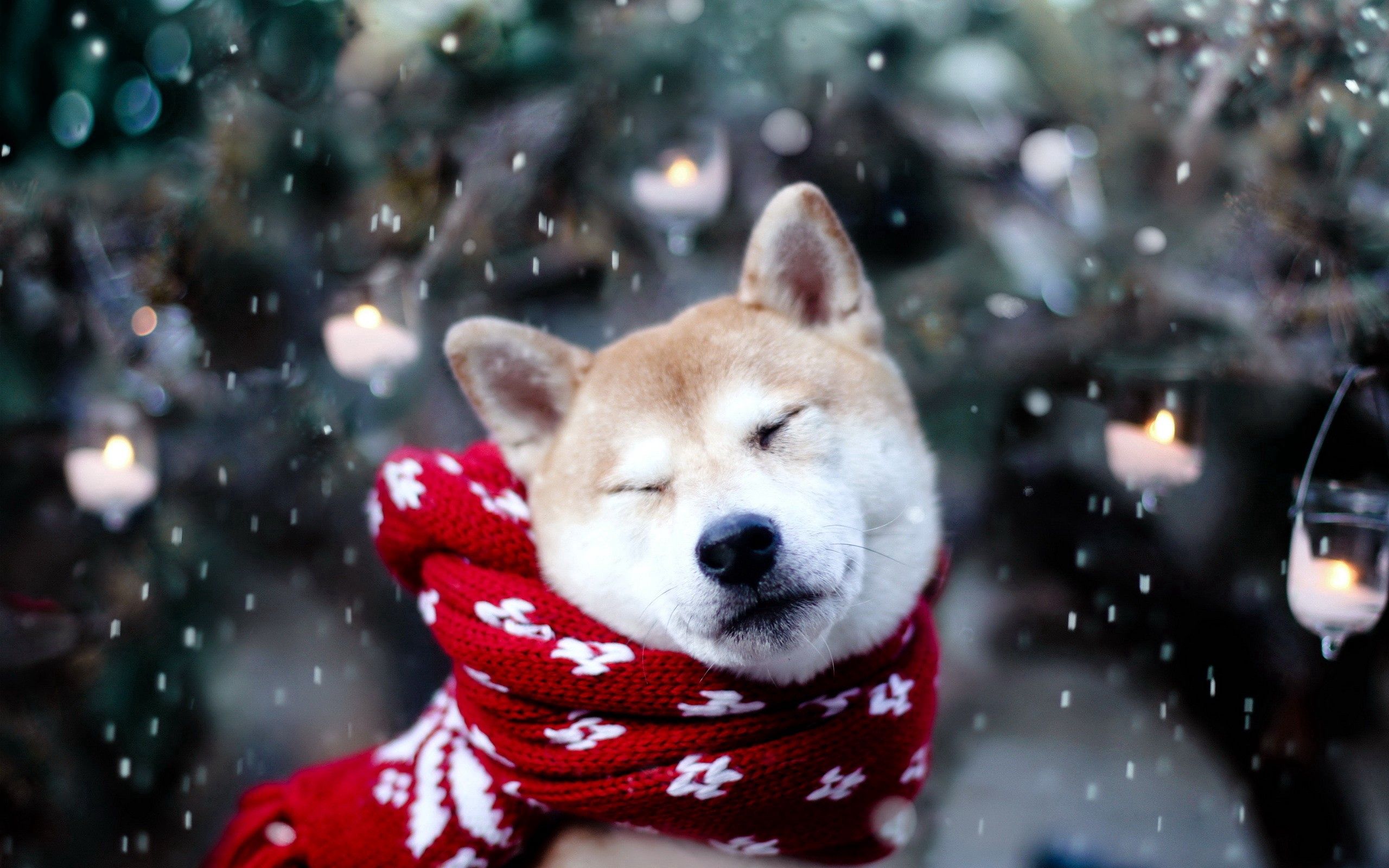 animals, snow, dog, scarf, akita inu, squint, blink