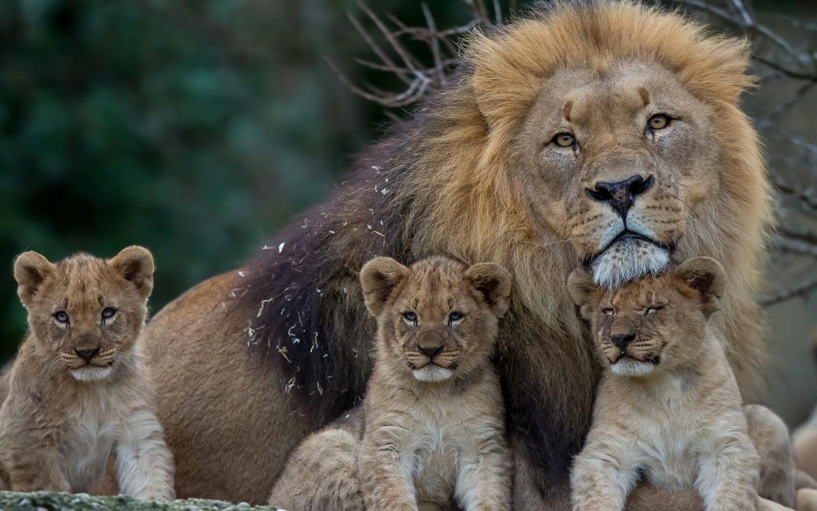 Descarga gratuita de fondo de pantalla para móvil de Animales, Gatos, León, Lindo, Cachorro.