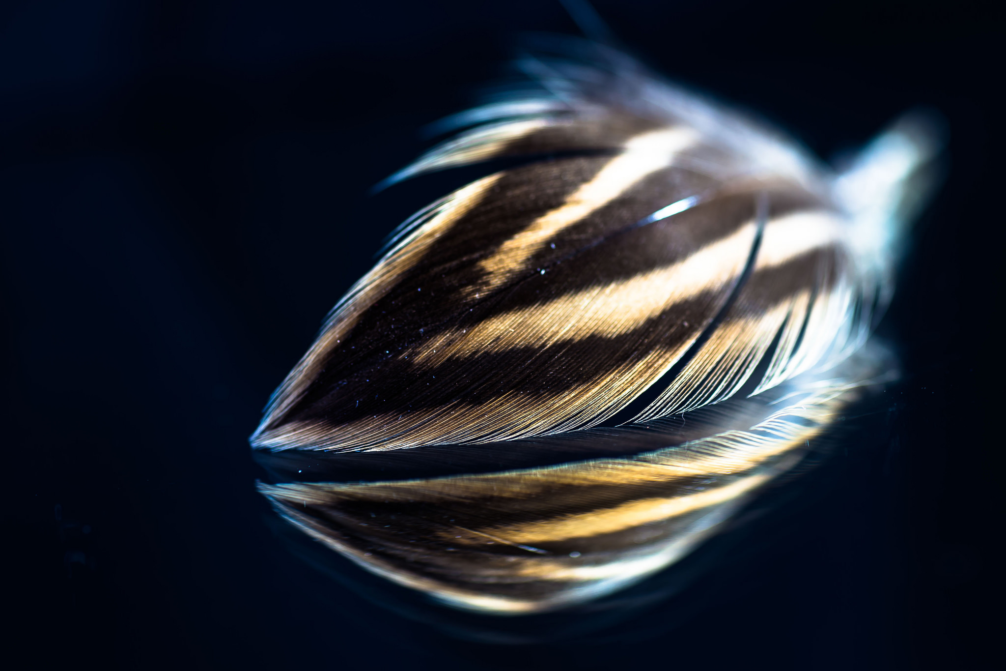 Download mobile wallpaper Feather, Reflection, Photography for free.
