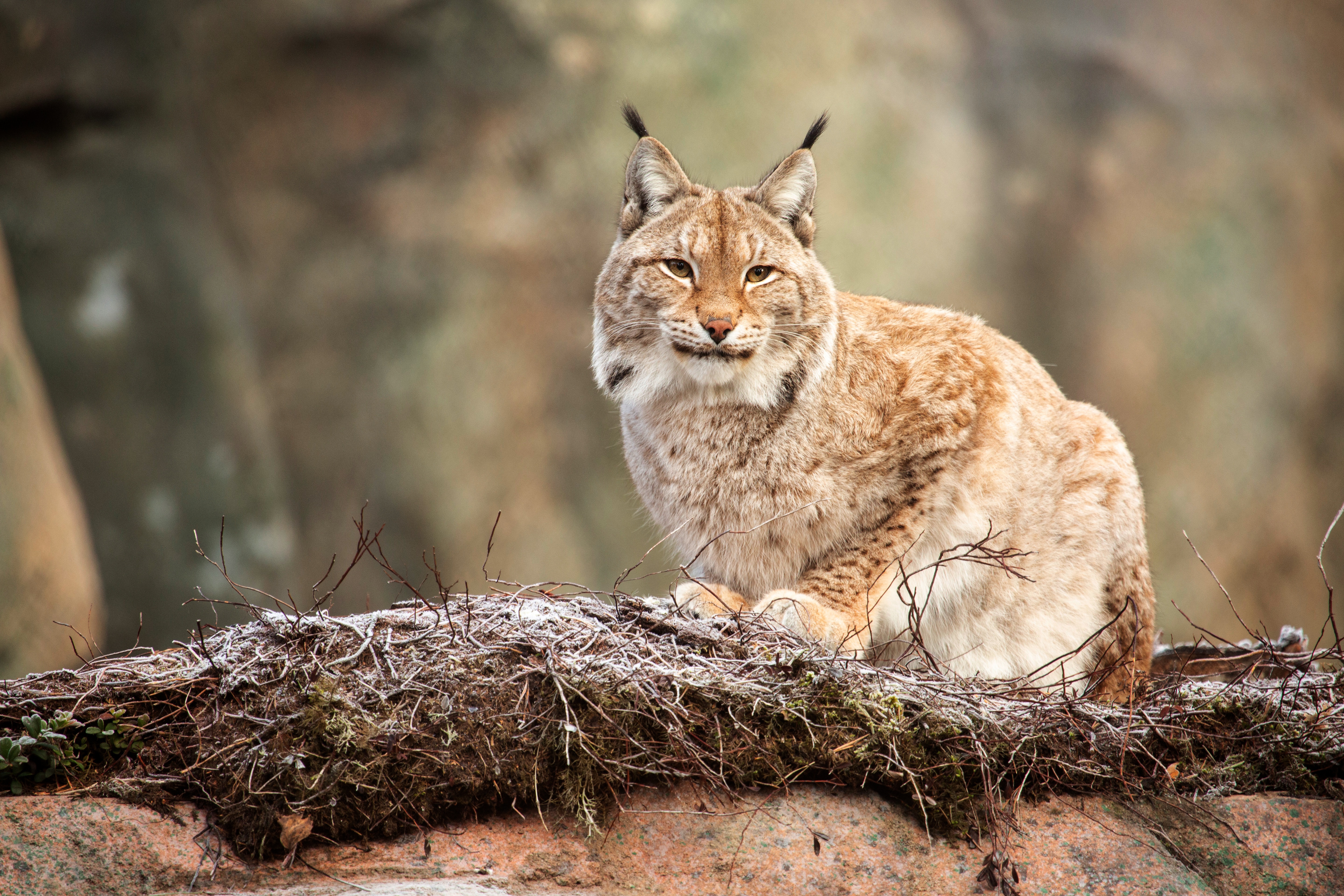 Téléchargez des papiers peints mobile Animaux, Chats, Lynx gratuitement.