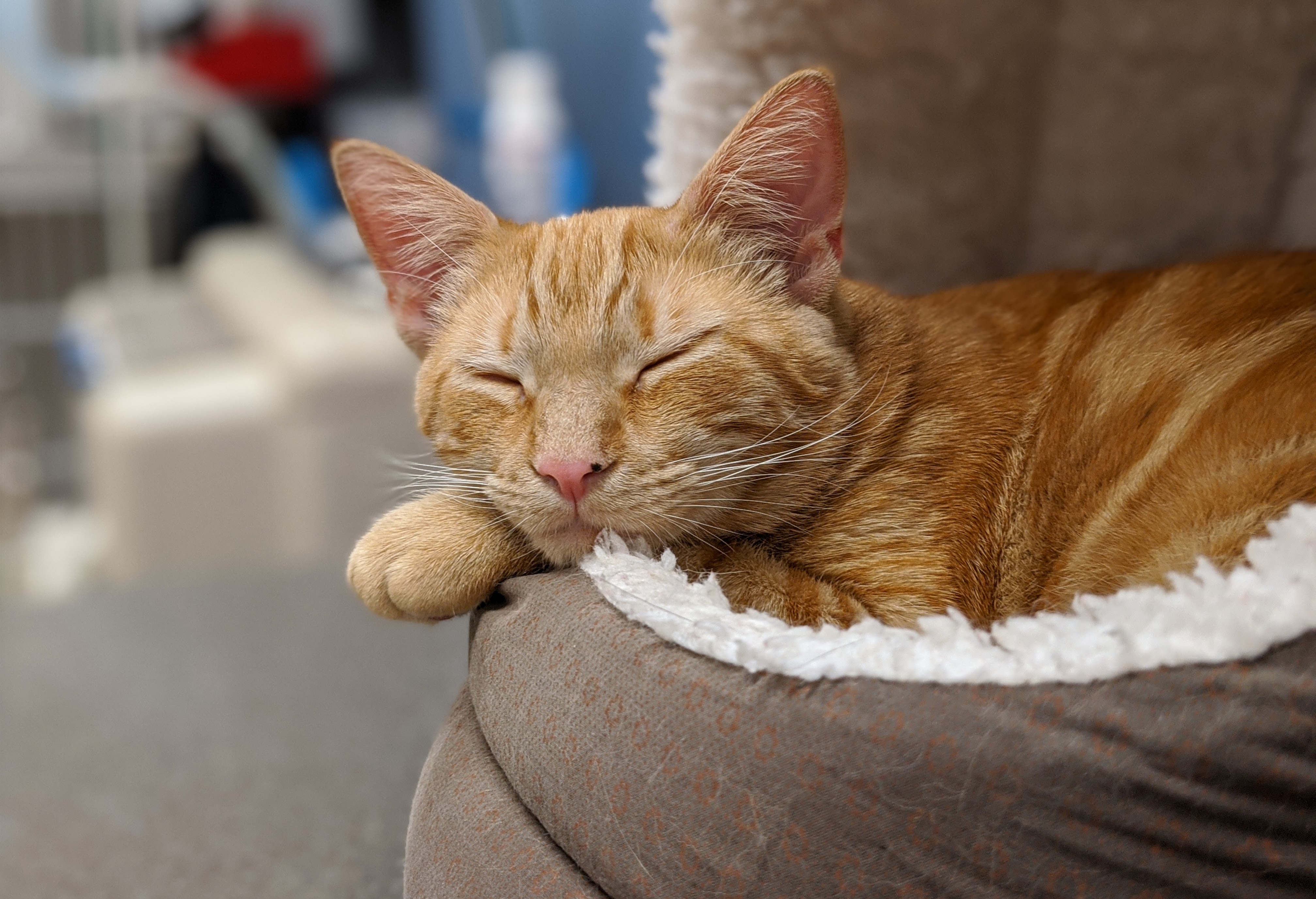 Laden Sie das Tiere, Katzen, Katze, Schlafen-Bild kostenlos auf Ihren PC-Desktop herunter