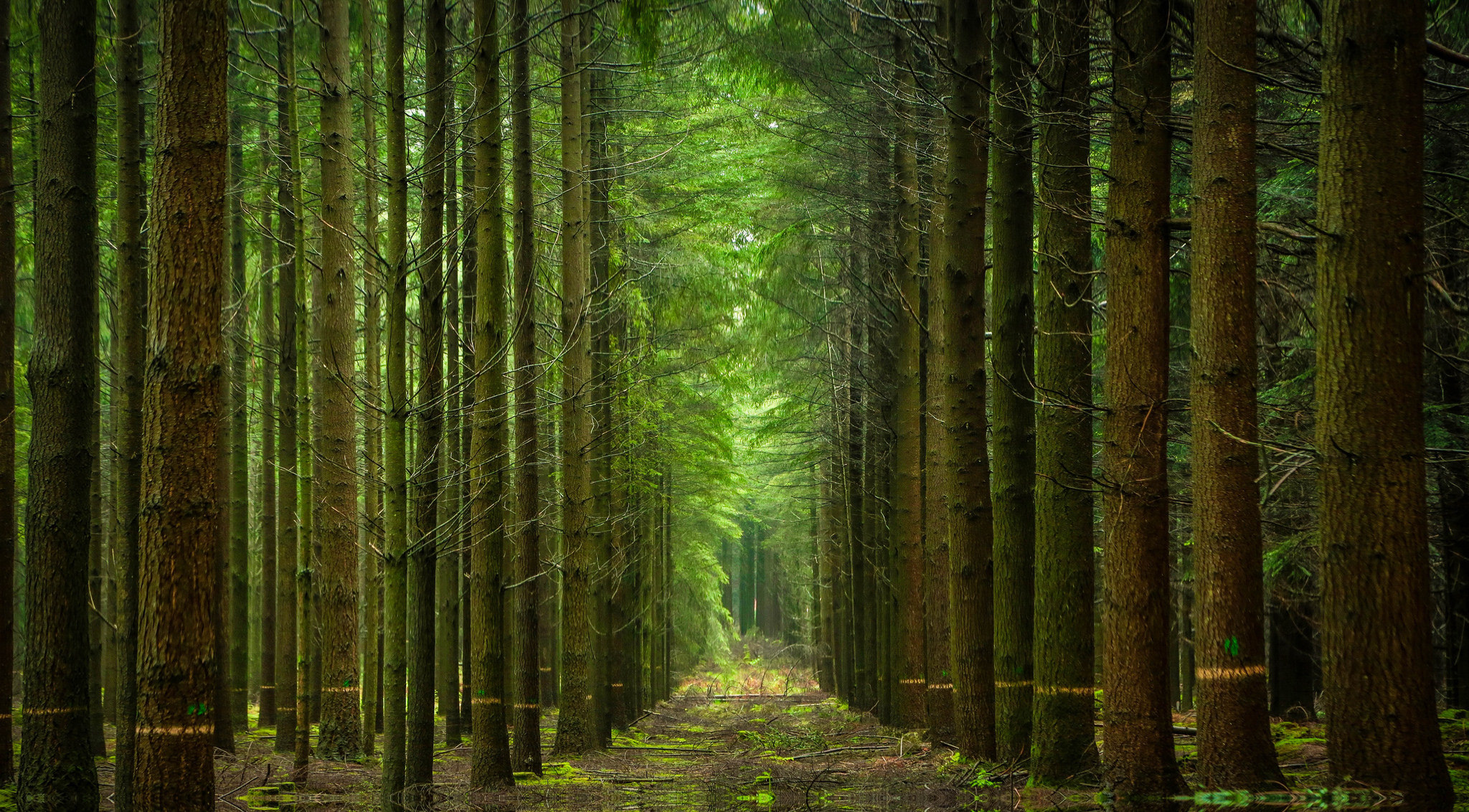 Free download wallpaper Nature, Forest, Tree, Earth, Path on your PC desktop