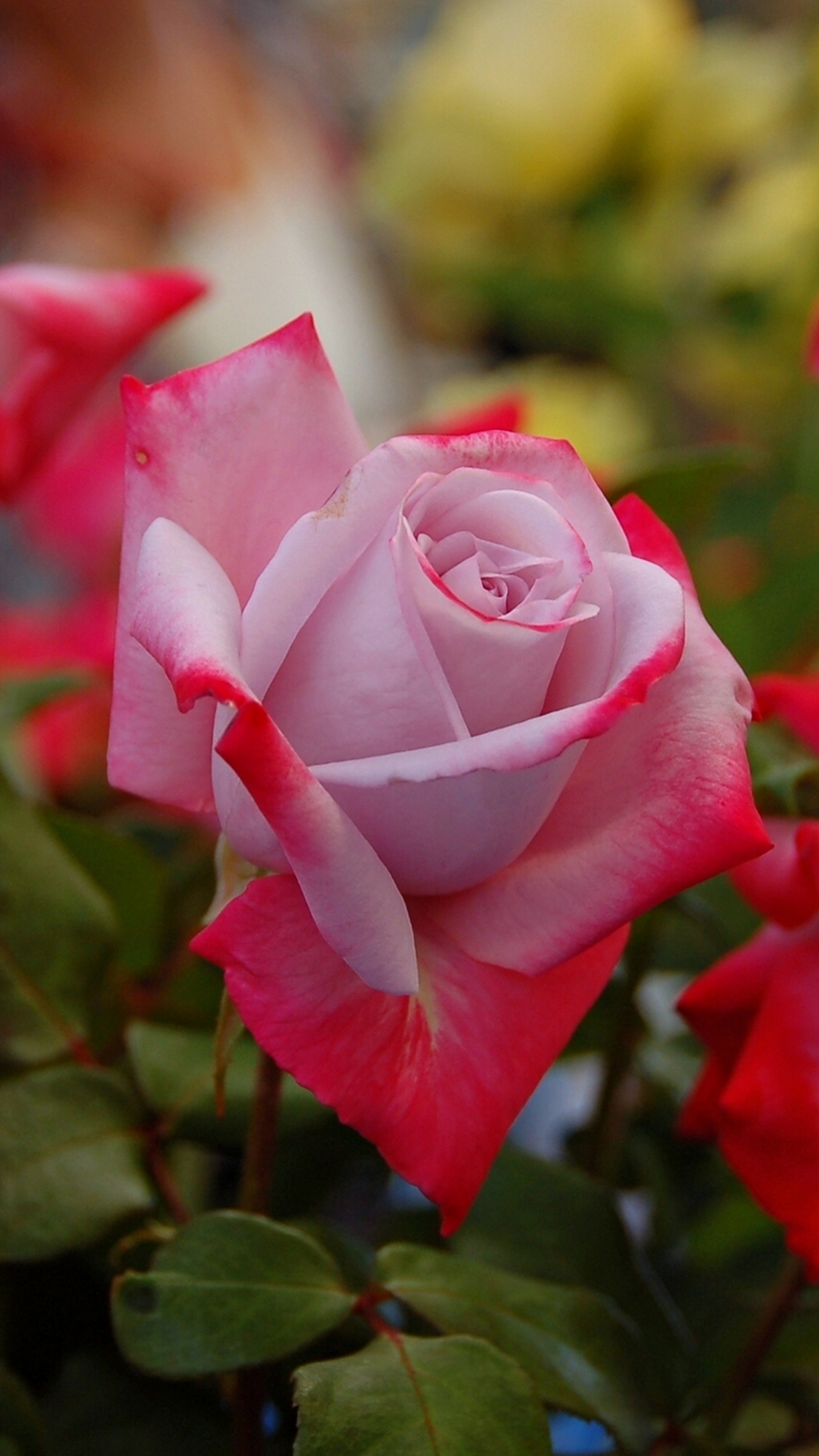 Скачать обои бесплатно Цветок, Роза, Сад, Весна, Земля/природа, Флауэрсы картинка на рабочий стол ПК