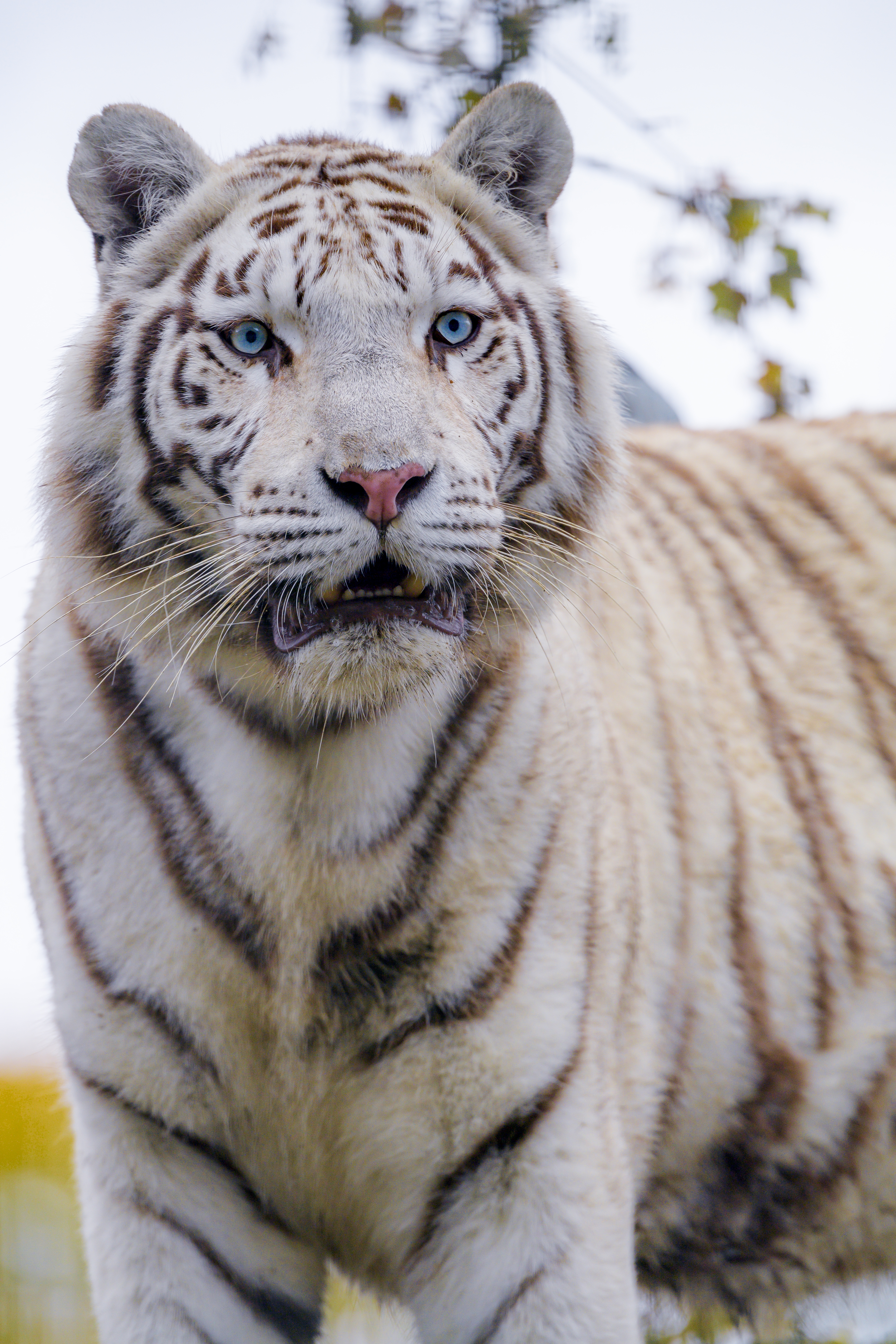 Скачать обои бесплатно Дикий, Животные, Хищник, Белый Тигр, Большая Кошка, Тигр картинка на рабочий стол ПК