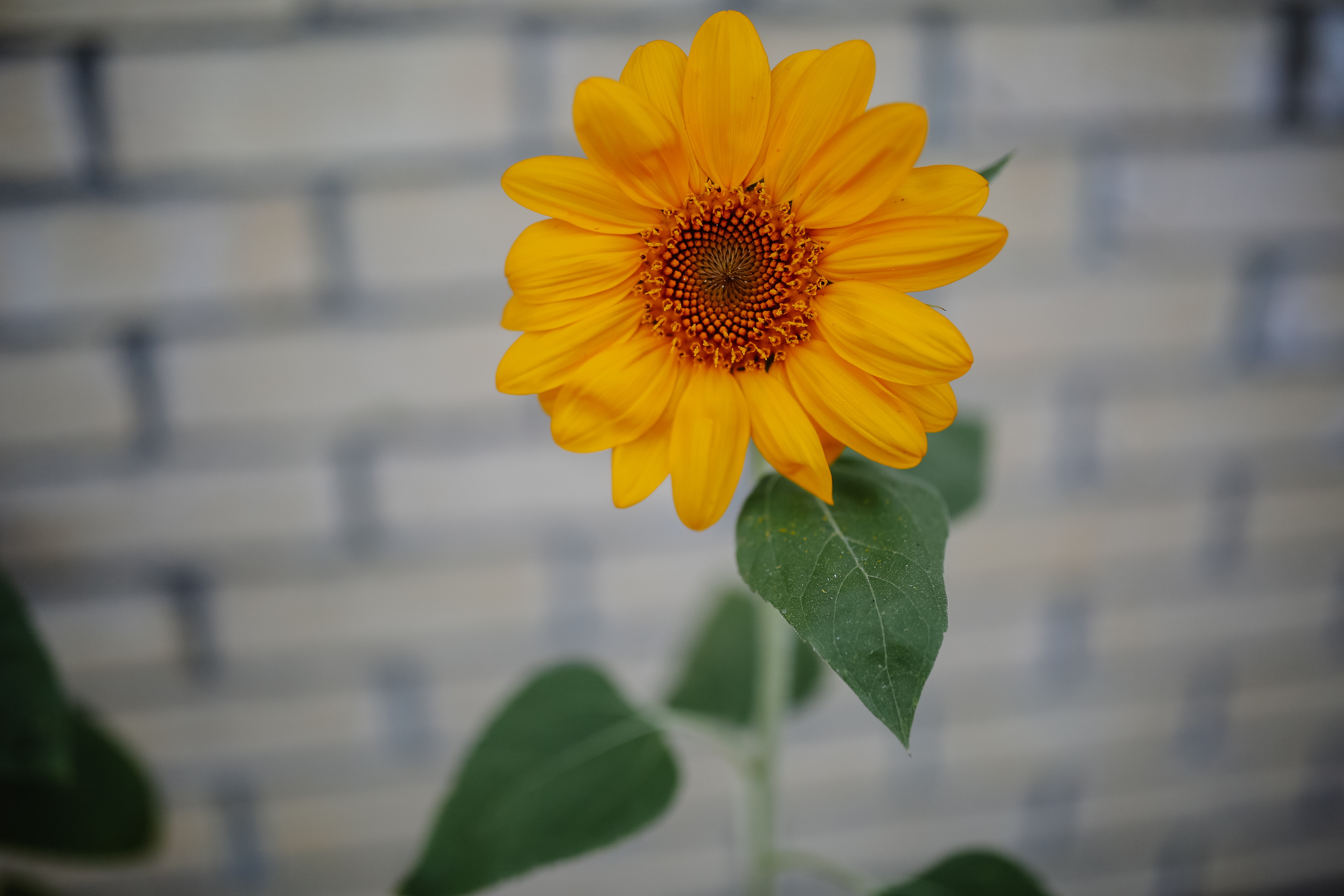 sunflower, blur, bud, flowers, petals, smooth, bloom, flowering phone wallpaper