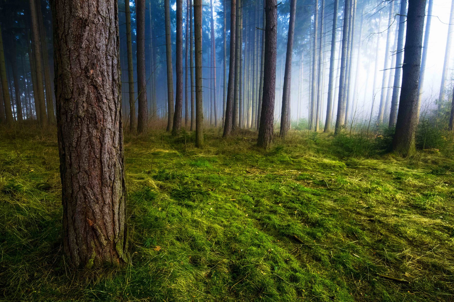 Download mobile wallpaper Forest, Earth, Moss, Greenery for free.