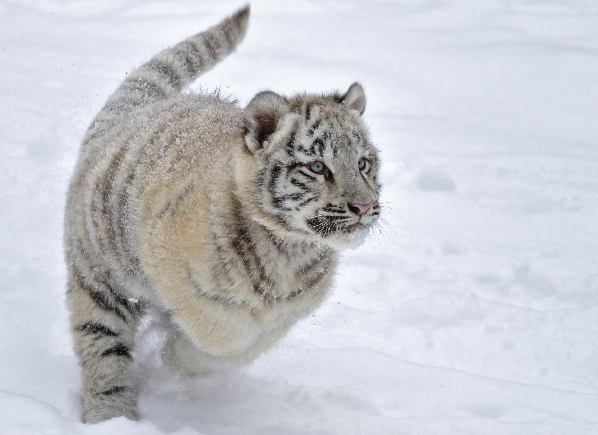 108839 télécharger l'image tigre, albinos, animaux, hiver, neige, fuyez, courir - fonds d'écran et économiseurs d'écran gratuits