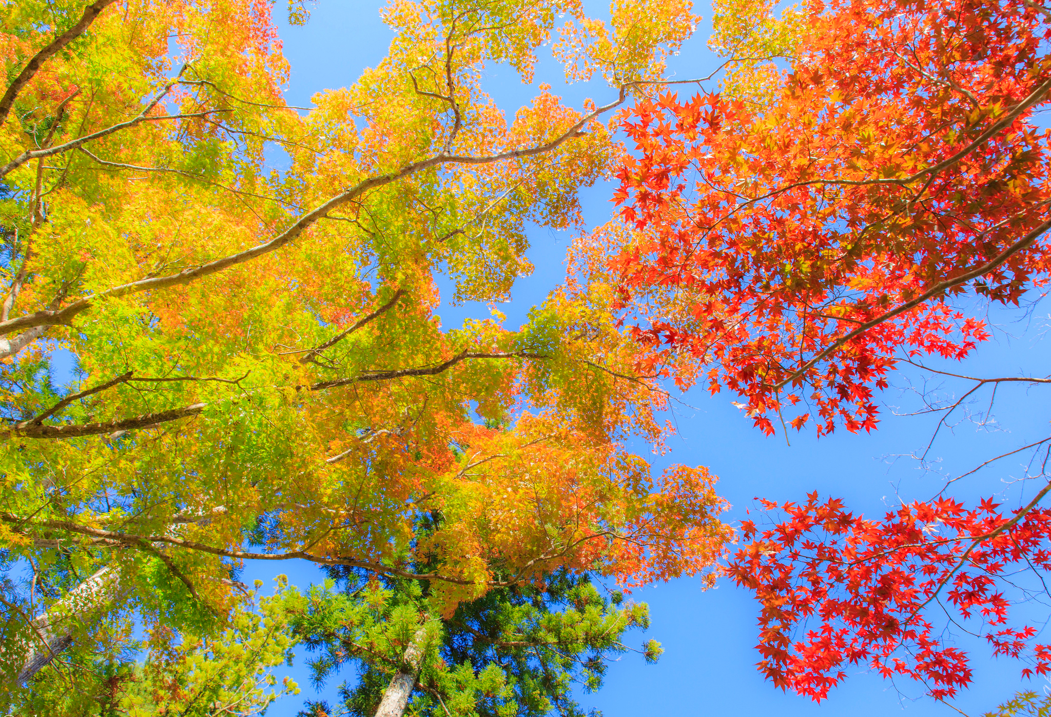 Descarga gratuita de fondo de pantalla para móvil de Otoño, Rama, Tierra/naturaleza.