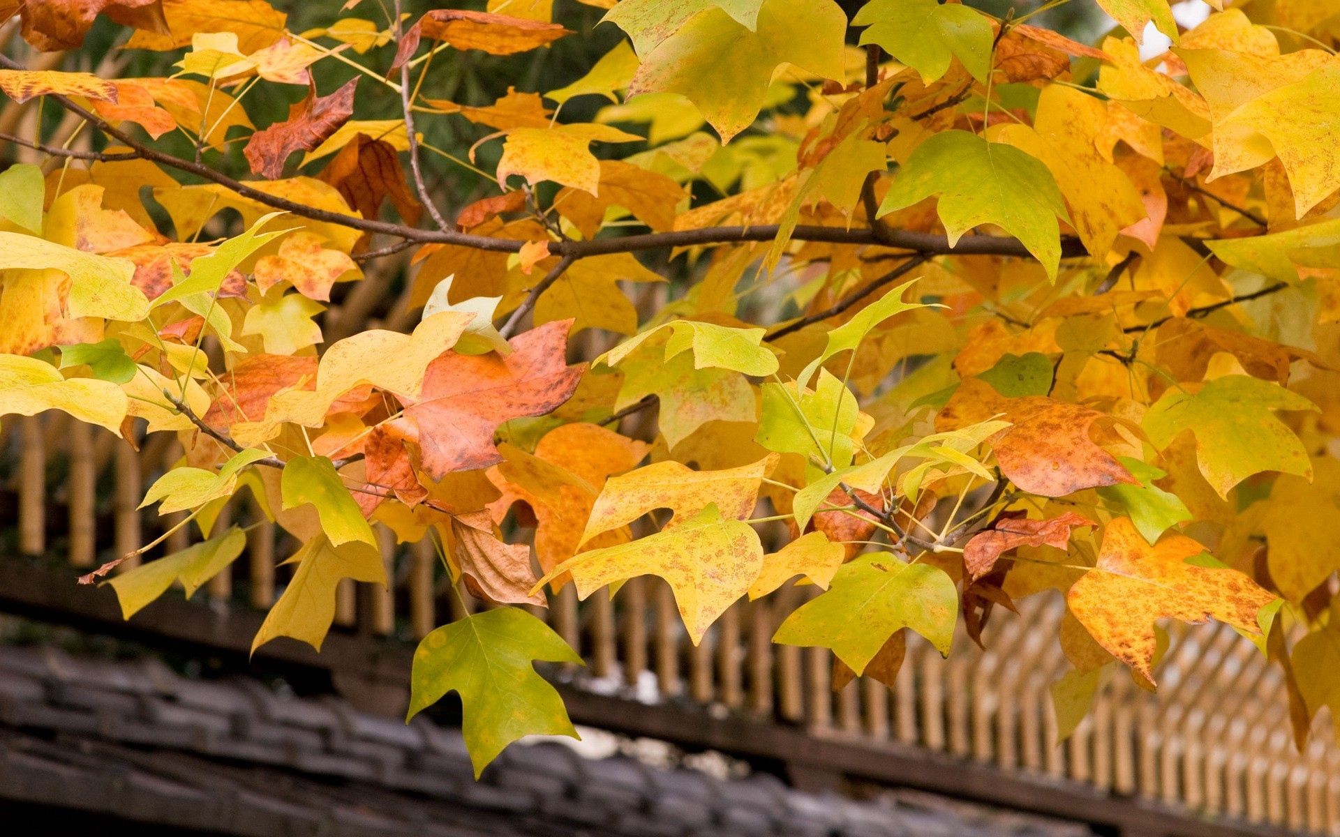 65709 скачать обои осень, природа, листья, желтые, дерево, крона, крыша, ветви - заставки и картинки бесплатно