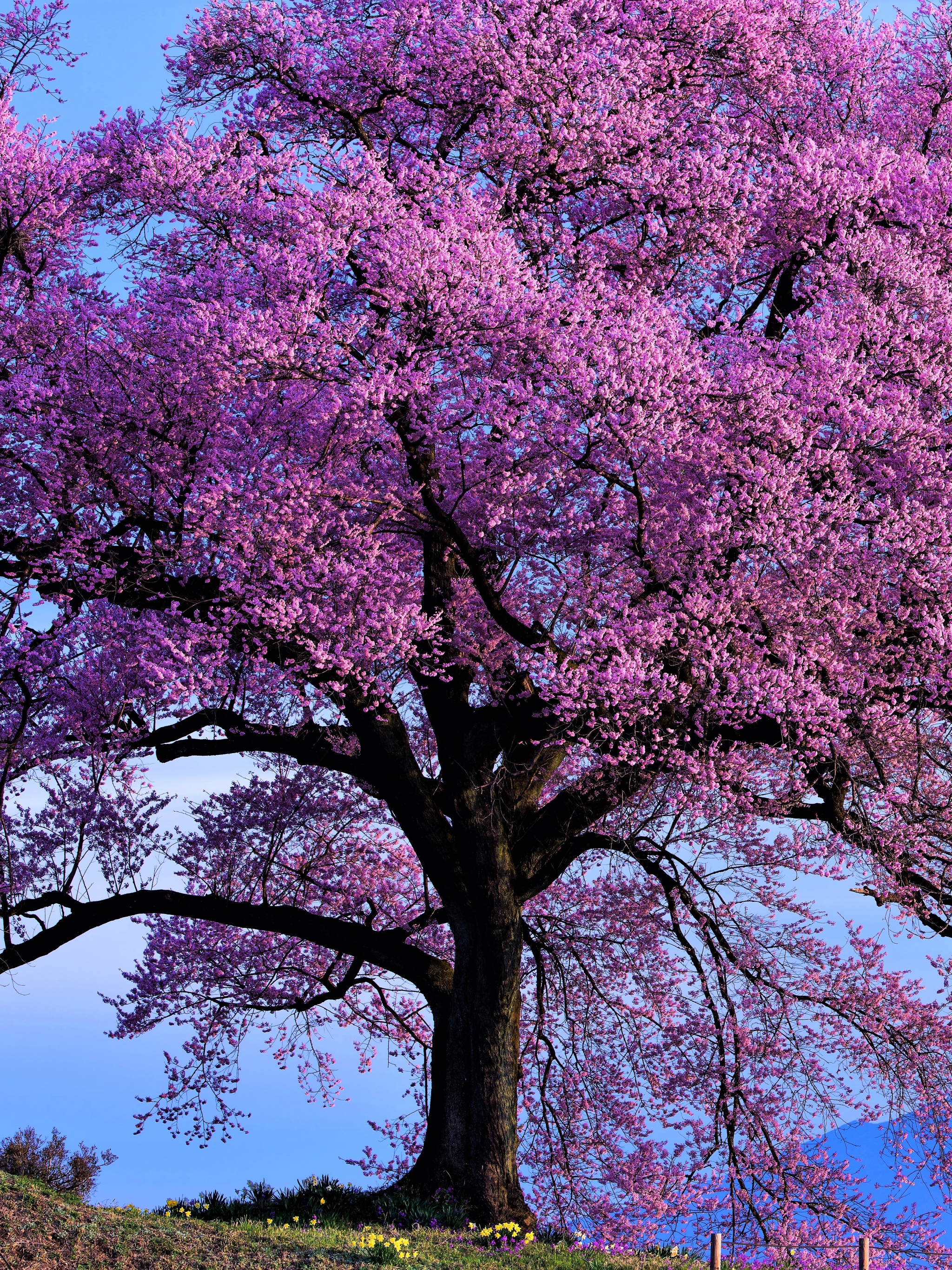 Скачать обои бесплатно Деревья, Цветок, Дерево, Весна, Земля/природа, Розовый Цветок картинка на рабочий стол ПК