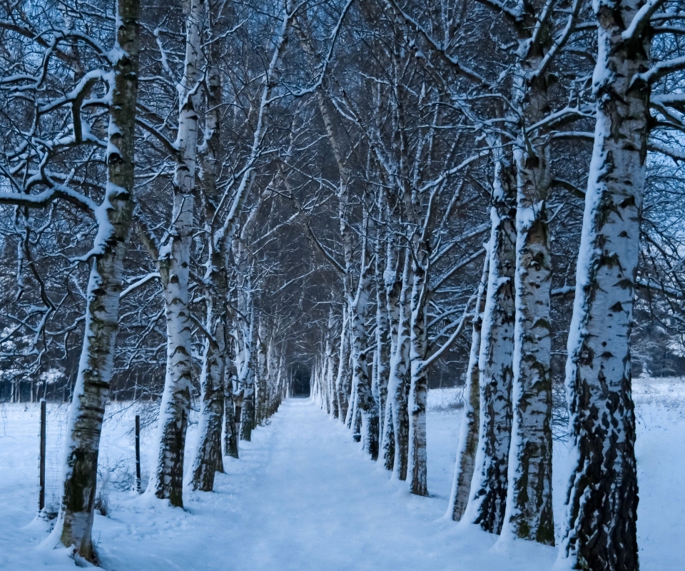 Téléchargez gratuitement l'image Hiver, Terre/nature sur le bureau de votre PC