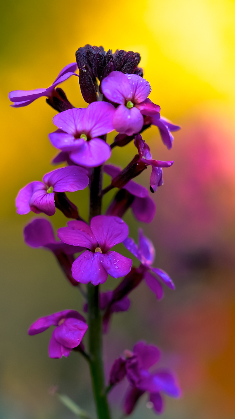 Download mobile wallpaper Nature, Flowers, Flower, Earth, Bokeh, Purple Flower for free.