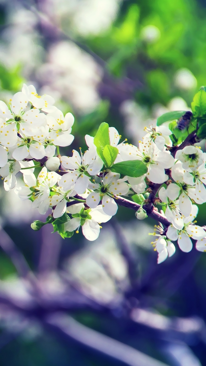 Descarga gratuita de fondo de pantalla para móvil de Flores, Florecer, Tierra/naturaleza.