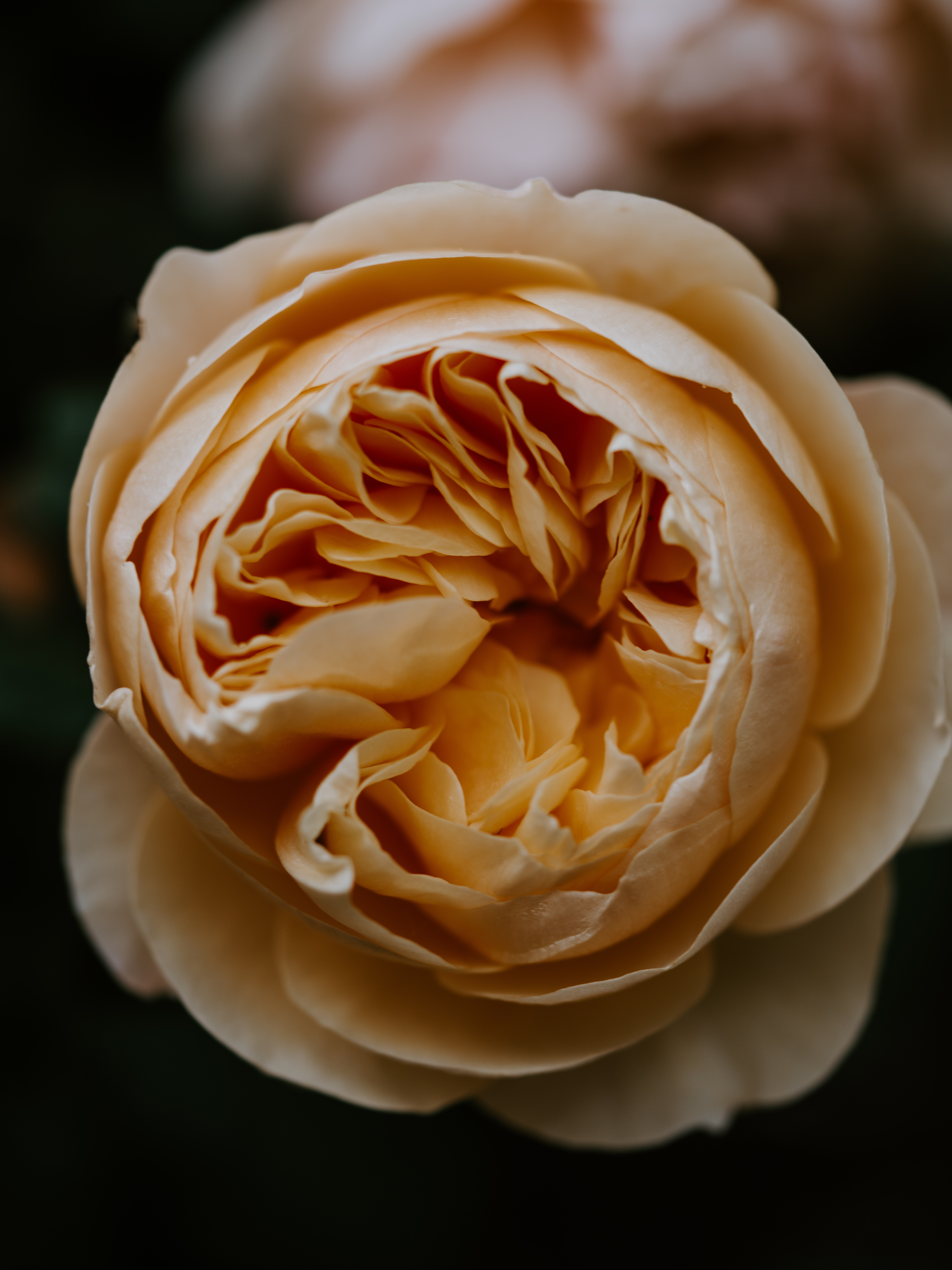 Laden Sie das Makro, Rose, Blütenblätter, Knospe, Bud, Blume-Bild kostenlos auf Ihren PC-Desktop herunter