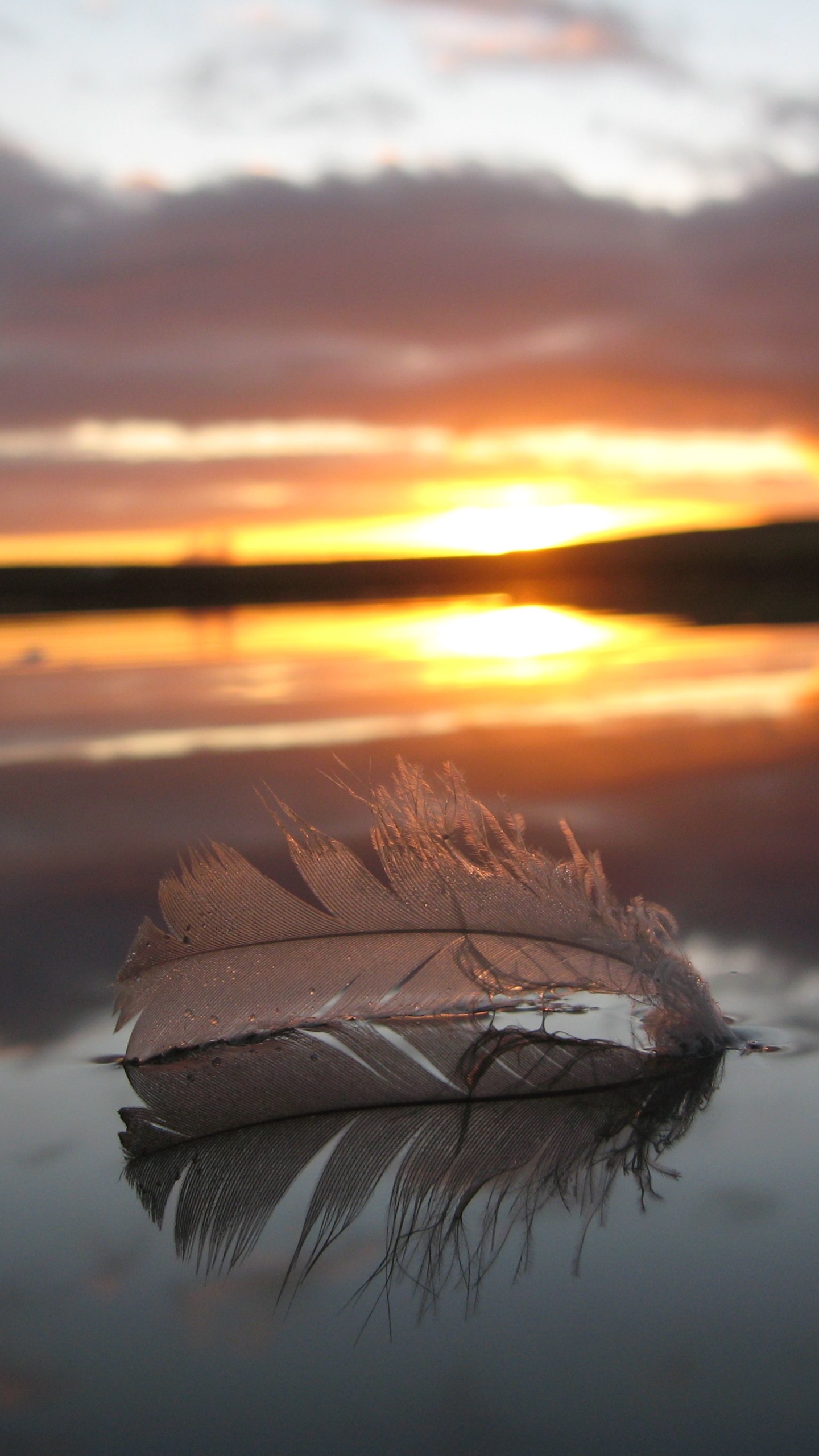 Download mobile wallpaper Water, Sunset, Feather, Reflection, Photography for free.