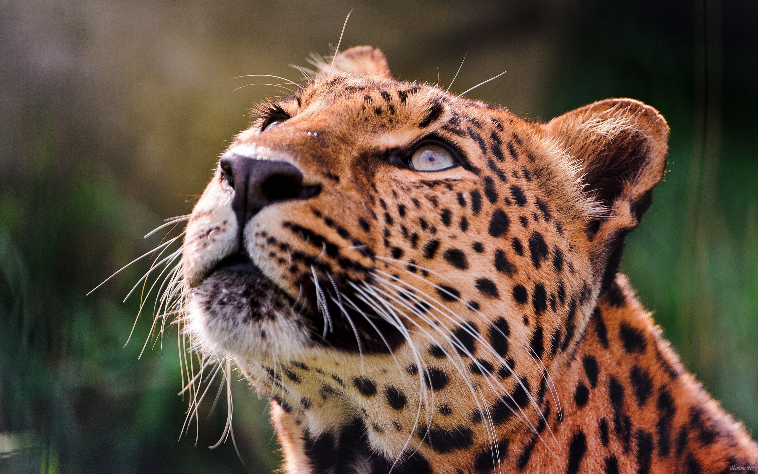 128582 Bild herunterladen tiere, leopard, schnauze, augen, nachdenklich - Hintergrundbilder und Bildschirmschoner kostenlos