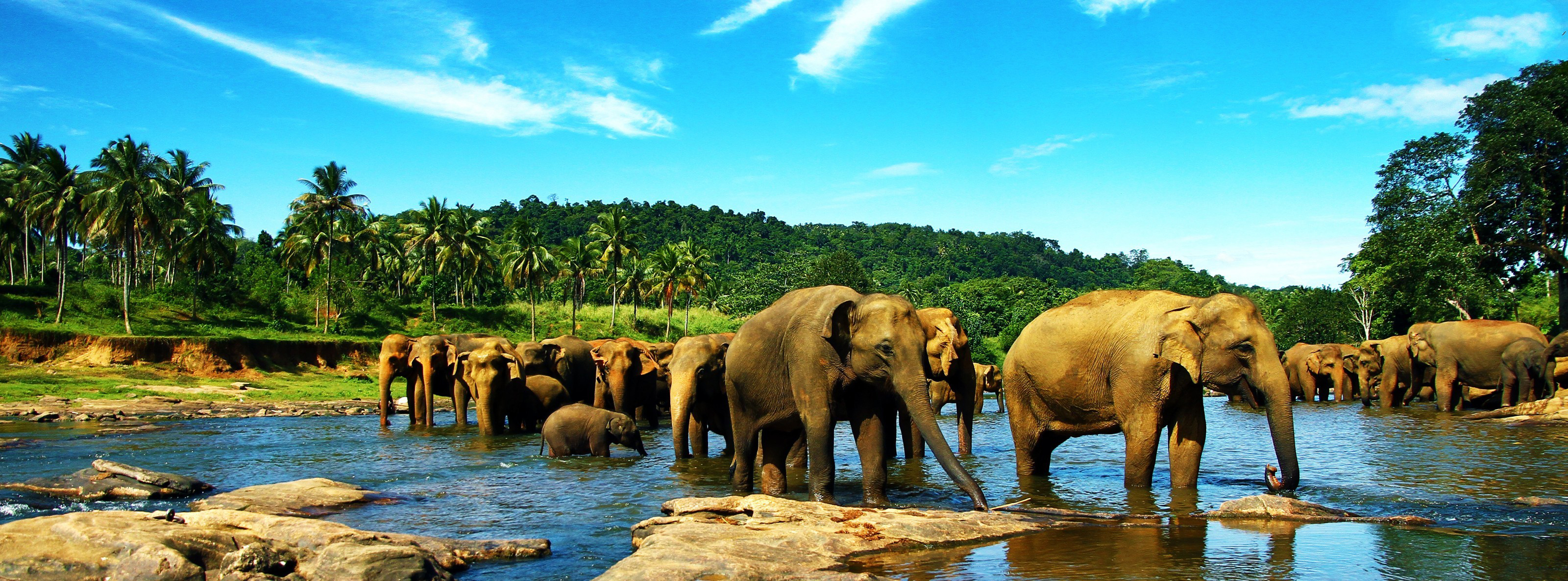 317682 скачать обои животные, азиатский слон, отлично, слоны - заставки и картинки бесплатно