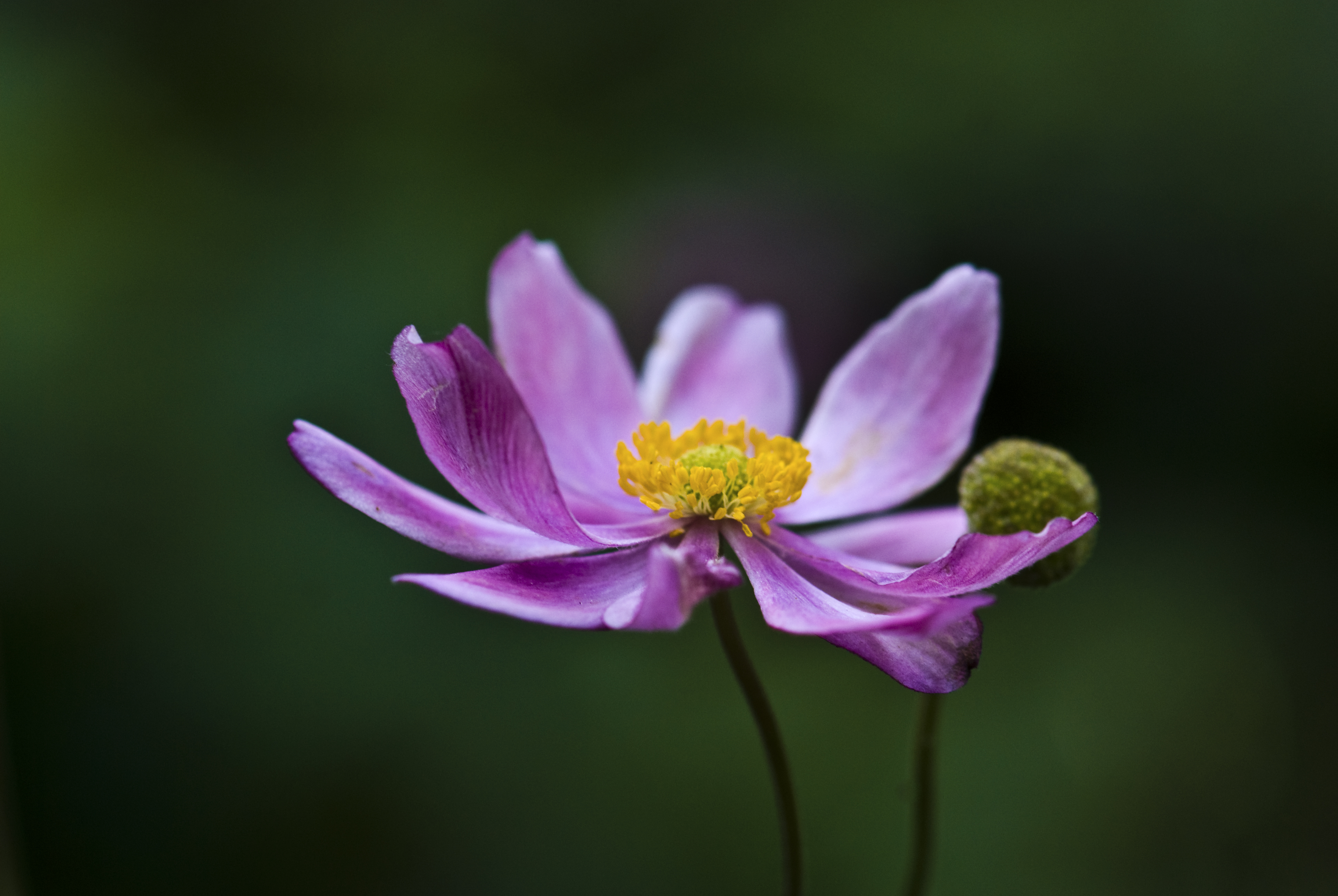 Handy-Wallpaper Blumen, Blume, Erde/natur kostenlos herunterladen.