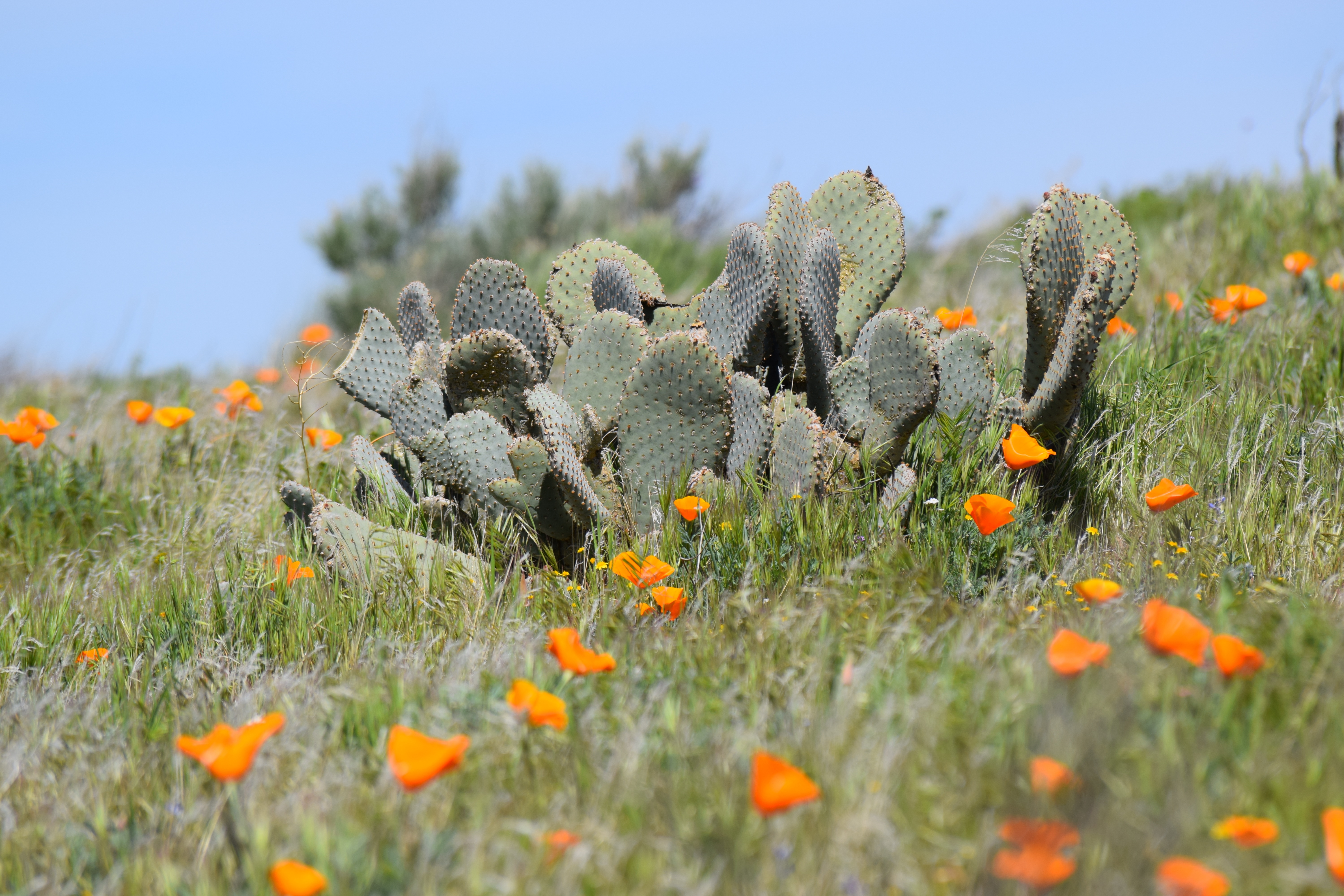 Descarga gratuita de fondo de pantalla para móvil de Naturaleza, Cactus, Planta, Amapola, Tierra/naturaleza.