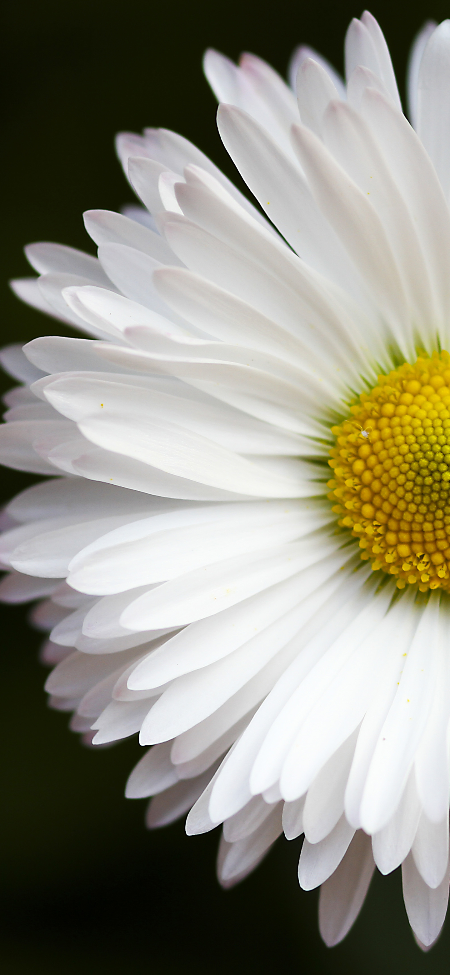 Téléchargez gratuitement l'image Fleurs, Fleur, Macro, Marguerite, Fleur Blanche, Terre/nature sur le bureau de votre PC