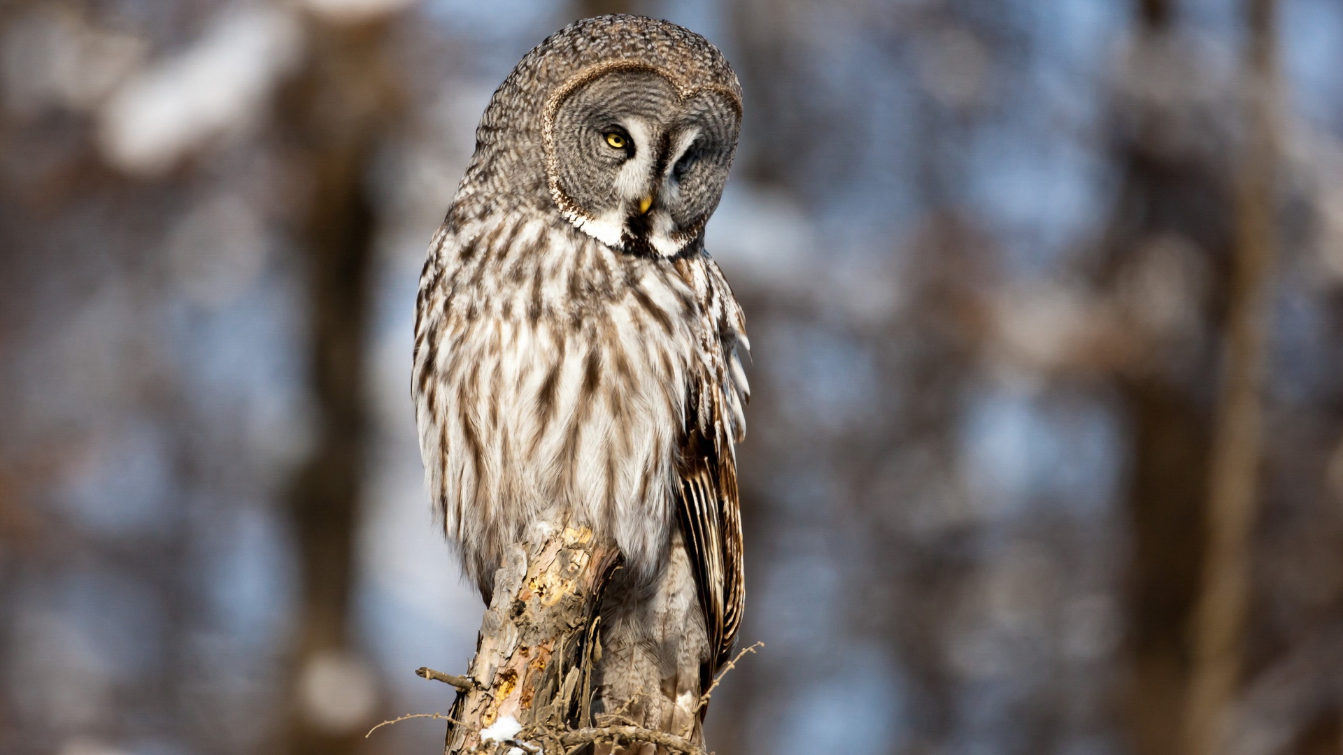 Download mobile wallpaper Animal, Great Grey Owl for free.