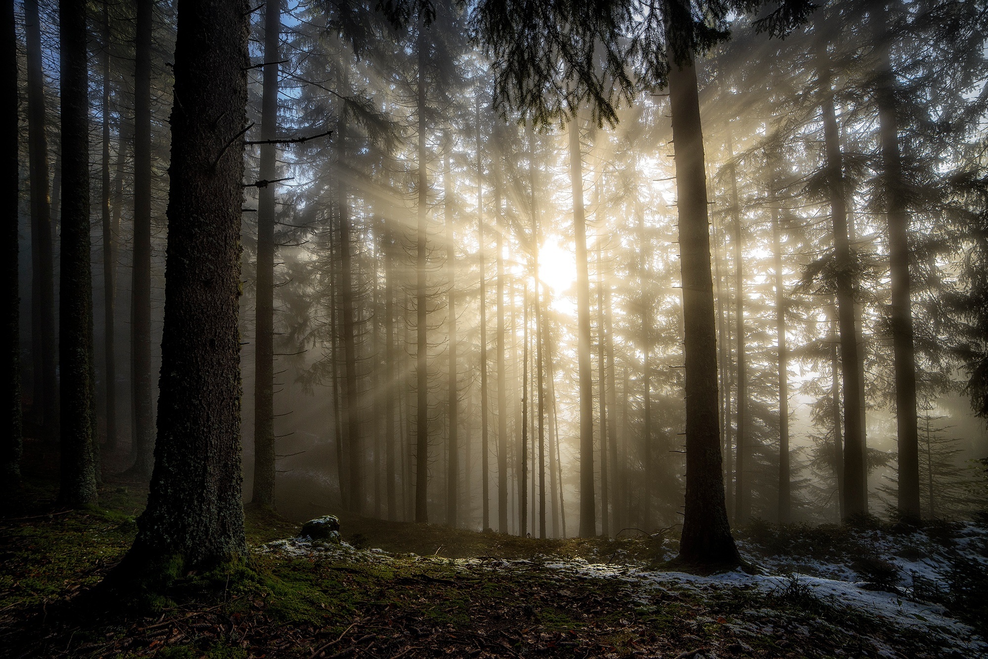 Free download wallpaper Nature, Forest, Earth, Sunbeam on your PC desktop