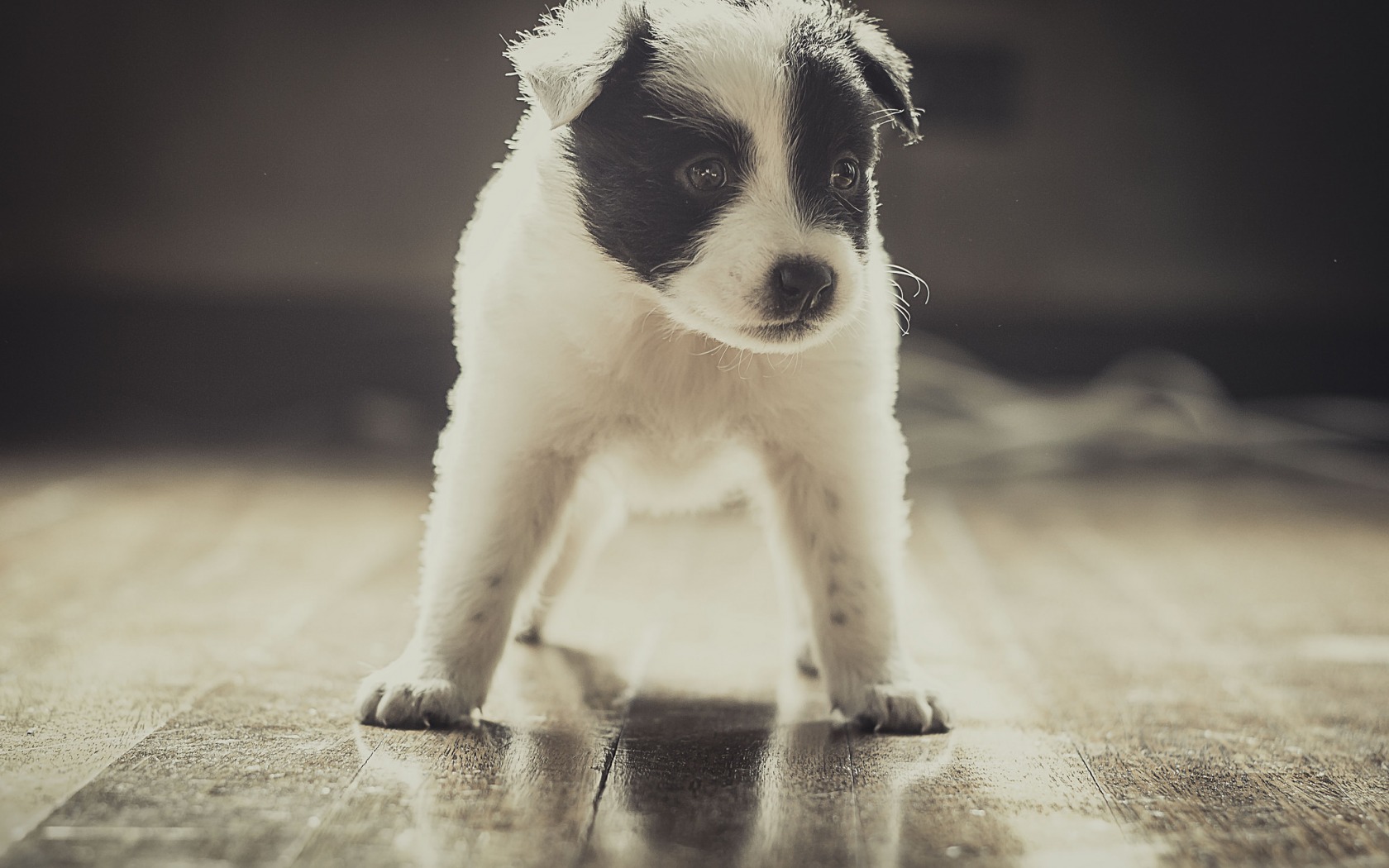 Download mobile wallpaper Puppy, Dogs, Animal for free.